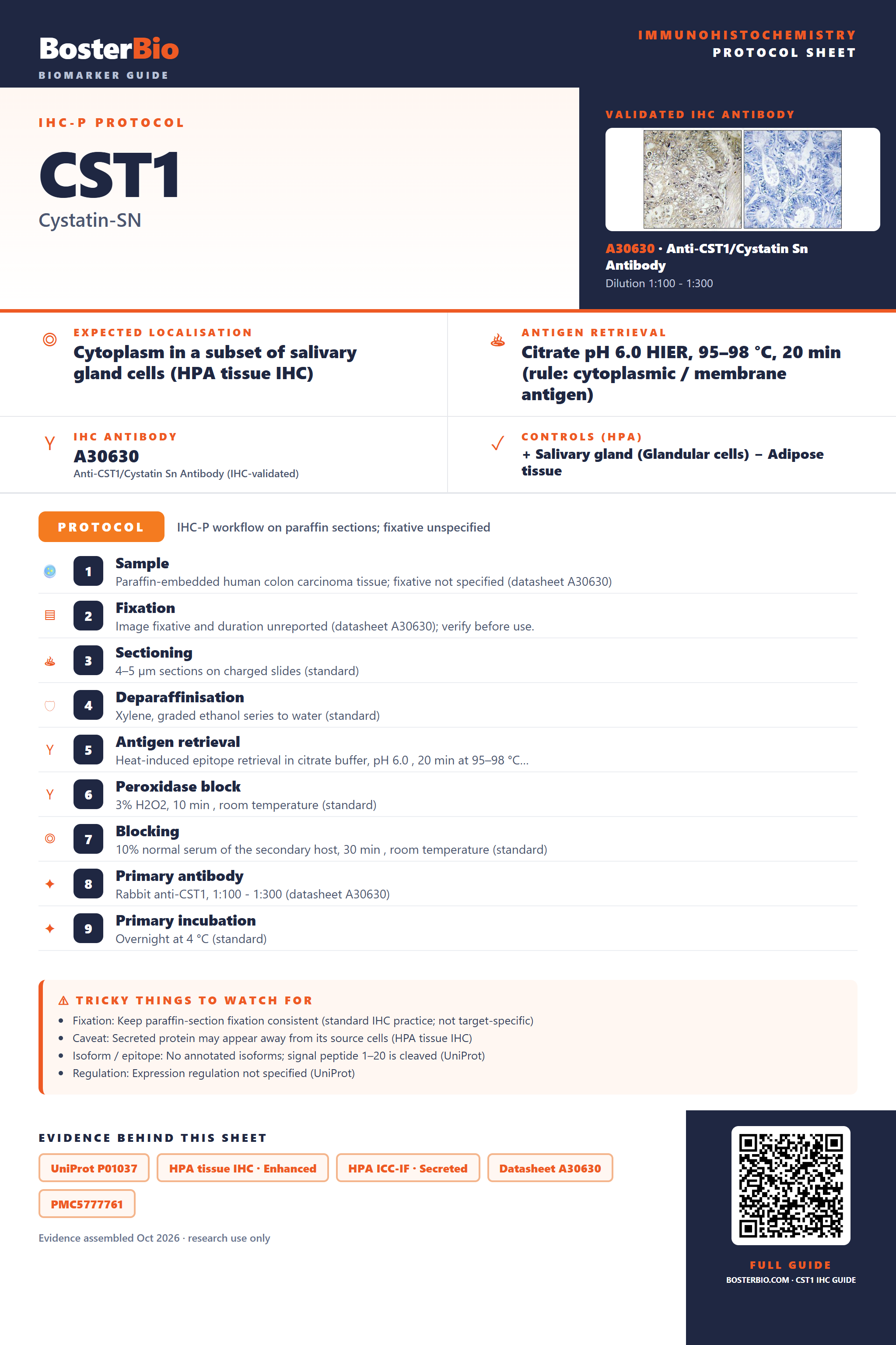Immunohistochemistry protocol sheet for CST1 (IHC for CST1): expected localisation Cytoplasm in a subset of salivary gland cells (HPA tissue IHC), antibody A30630, validated IHC image, and IHC protocol steps