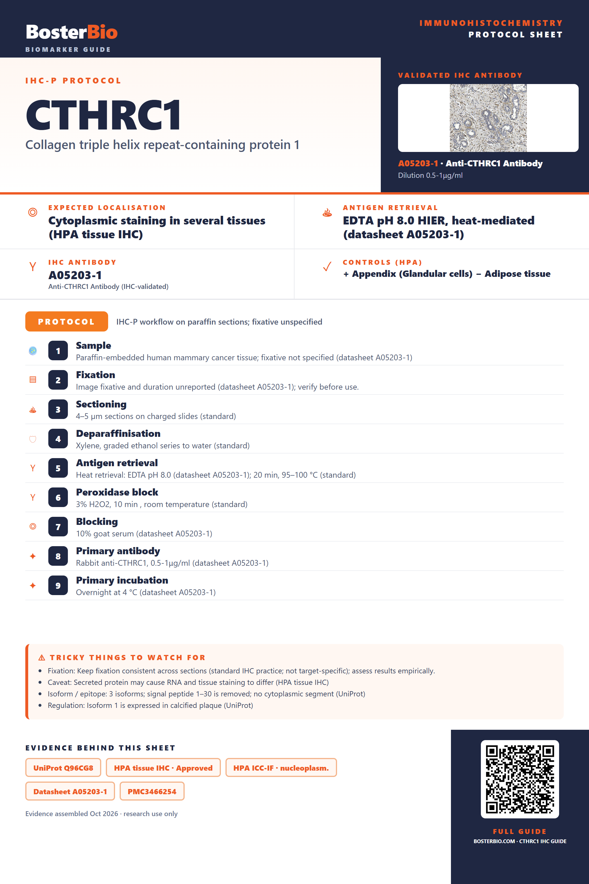 Immunohistochemistry protocol sheet for CTHRC1 (IHC for CTHRC1): expected localisation Cytoplasmic staining in several tissues (HPA tissue IHC), antibody A05203-1, validated IHC image, and IHC protocol steps
