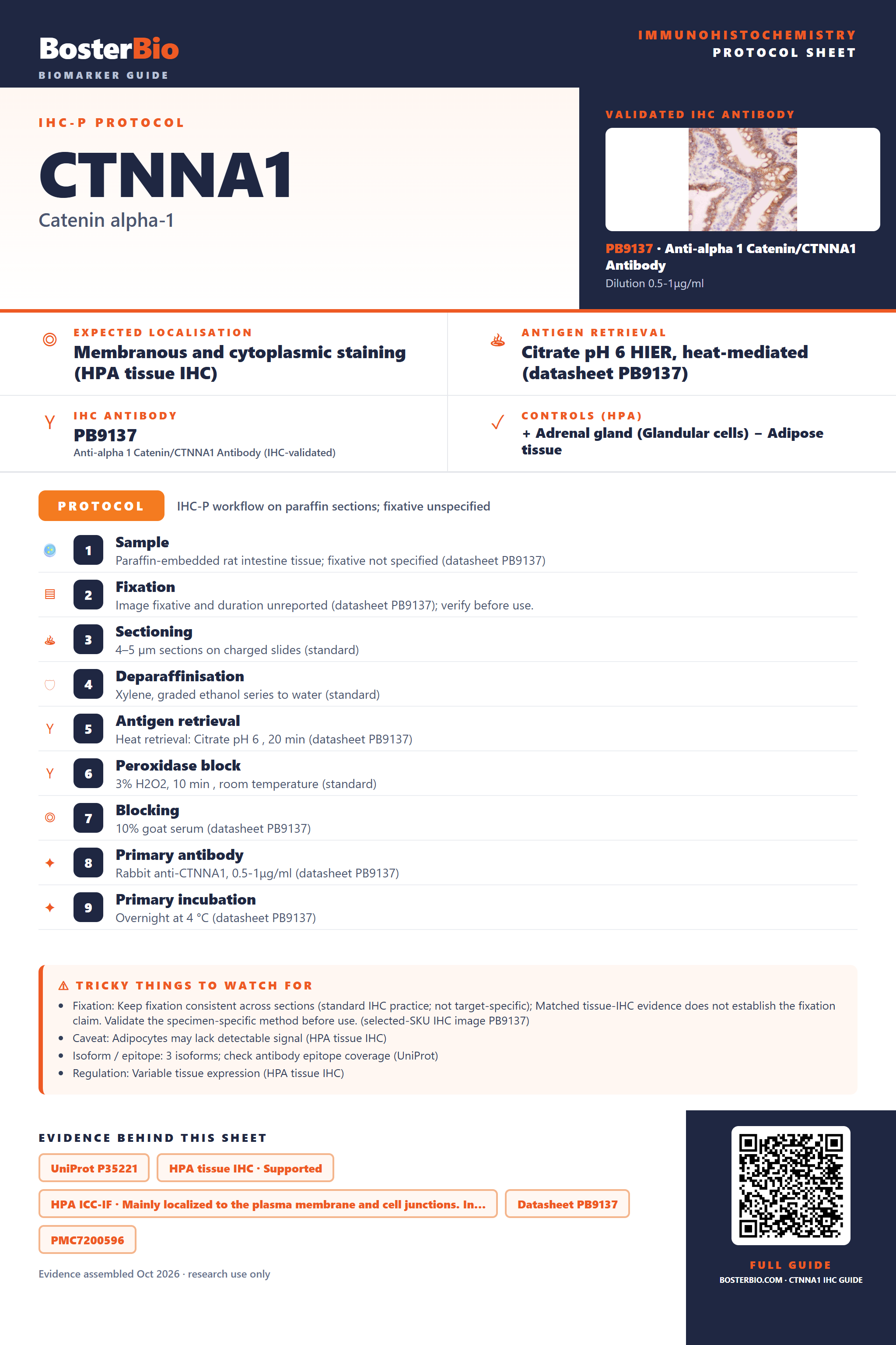 Immunohistochemistry protocol sheet for CTNNA1 (IHC for CTNNA1): expected localisation Membranous and cytoplasmic staining (HPA tissue IHC), antibody PB9137, validated IHC image, and IHC protocol steps