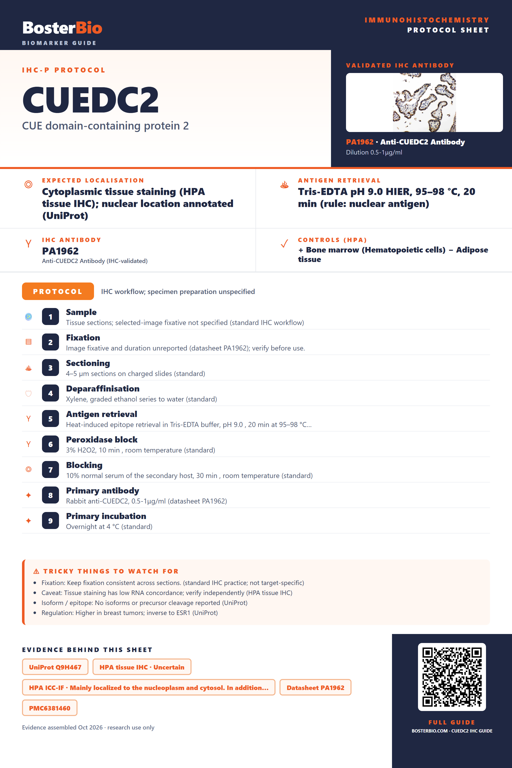 Immunohistochemistry protocol sheet for CUEDC2 (IHC for CUEDC2): expected localisation Cytoplasmic tissue staining (HPA tissue IHC); nuclear location annotated (UniProt), antibody PA1962, validated IHC image, and IHC protocol steps