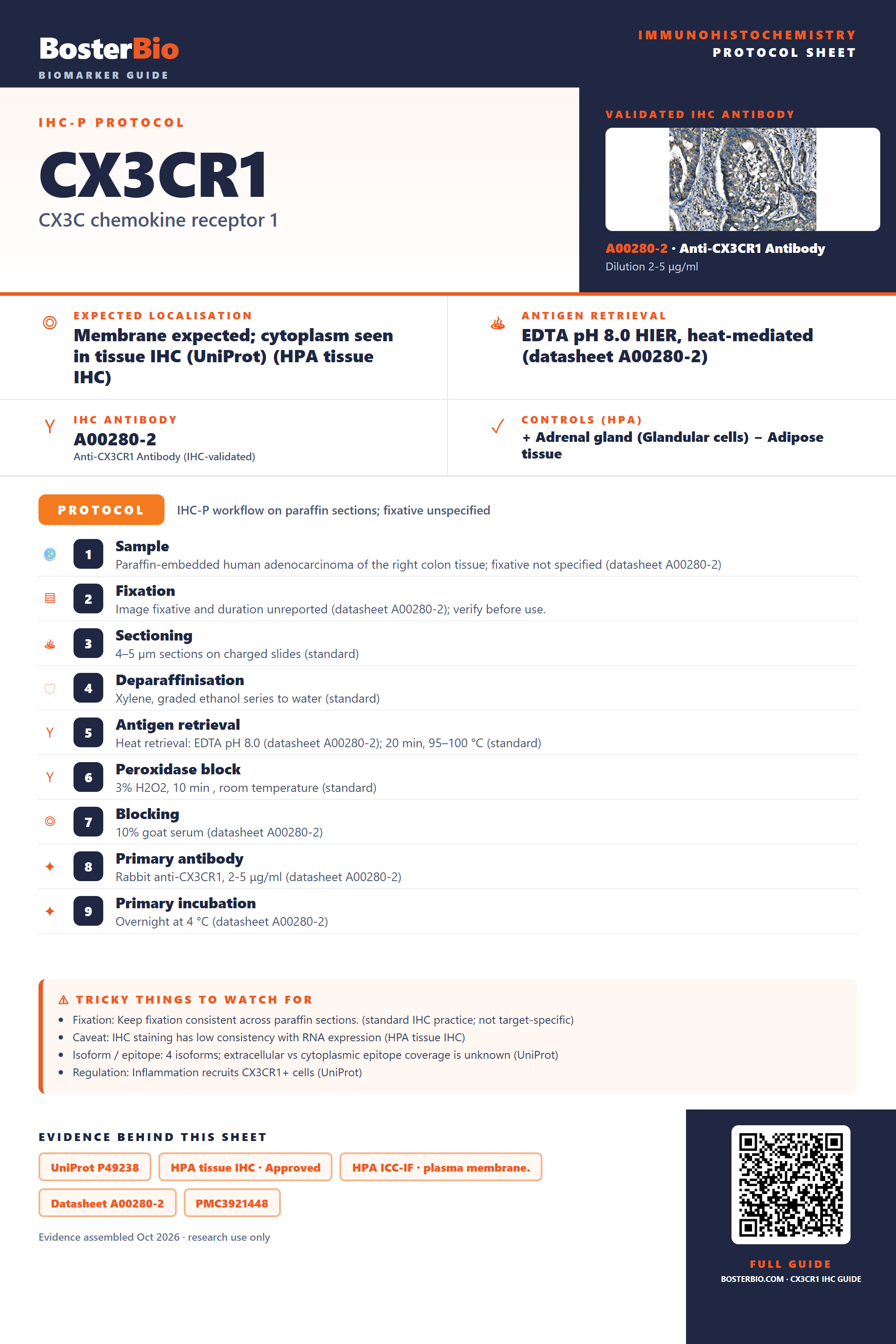Immunohistochemistry protocol sheet for CX3CR1 (IHC for CX3CR1): expected localisation Membrane expected; cytoplasm seen in tissue IHC (UniProt) (HPA tissue IHC), antibody A00280-2, validated IHC image, and IHC protocol steps