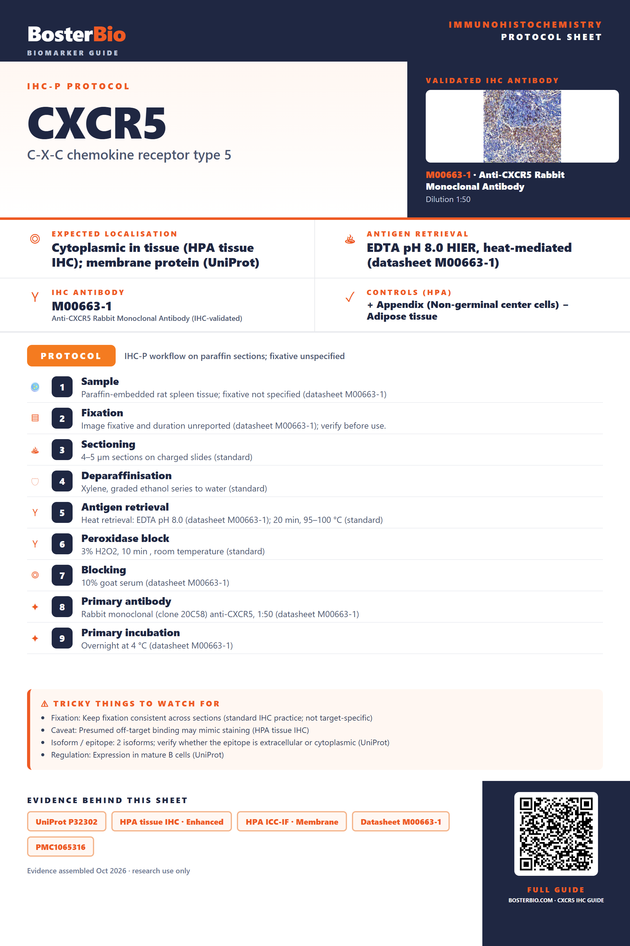 Immunohistochemistry protocol sheet for CXCR5 (IHC for CXCR5): expected localisation Cytoplasmic in tissue (HPA tissue IHC); membrane protein (UniProt), antibody M00663-1, validated IHC image, and IHC protocol steps