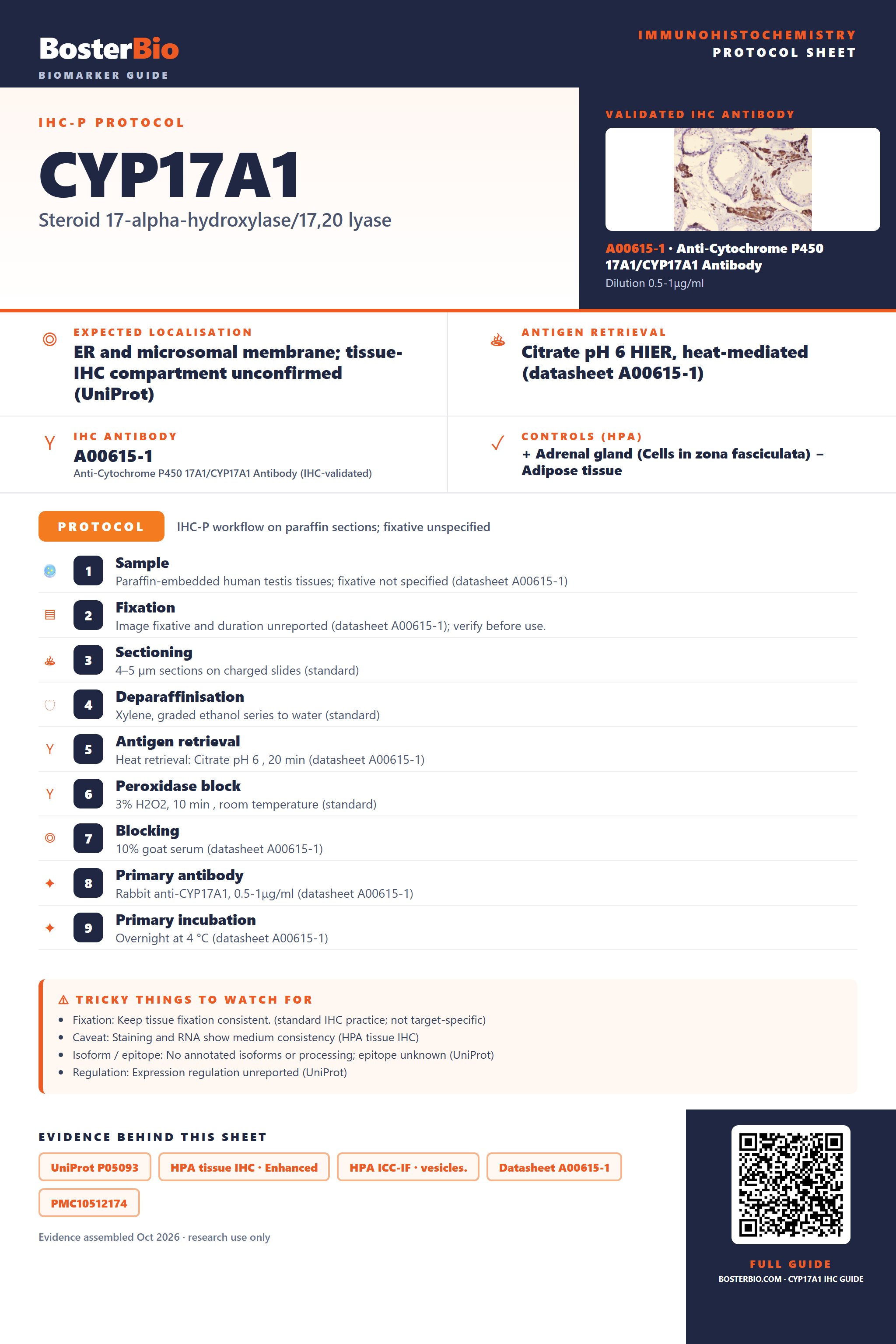 Immunohistochemistry protocol sheet for CYP17A1 (IHC for CYP17A1): expected localisation ER and microsomal membrane; tissue-IHC compartment unconfirmed (UniProt), antibody A00615-1, validated IHC image, and IHC protocol steps