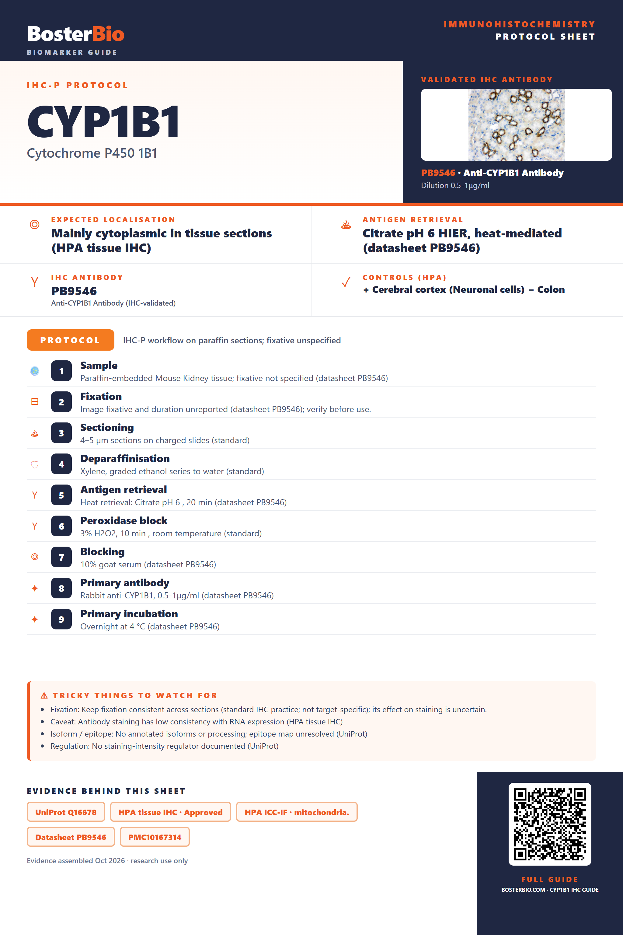 Immunohistochemistry protocol sheet for CYP1B1 (IHC for CYP1B1): expected localisation Mainly cytoplasmic in tissue sections (HPA tissue IHC), antibody PB9546, validated IHC image, and IHC protocol steps