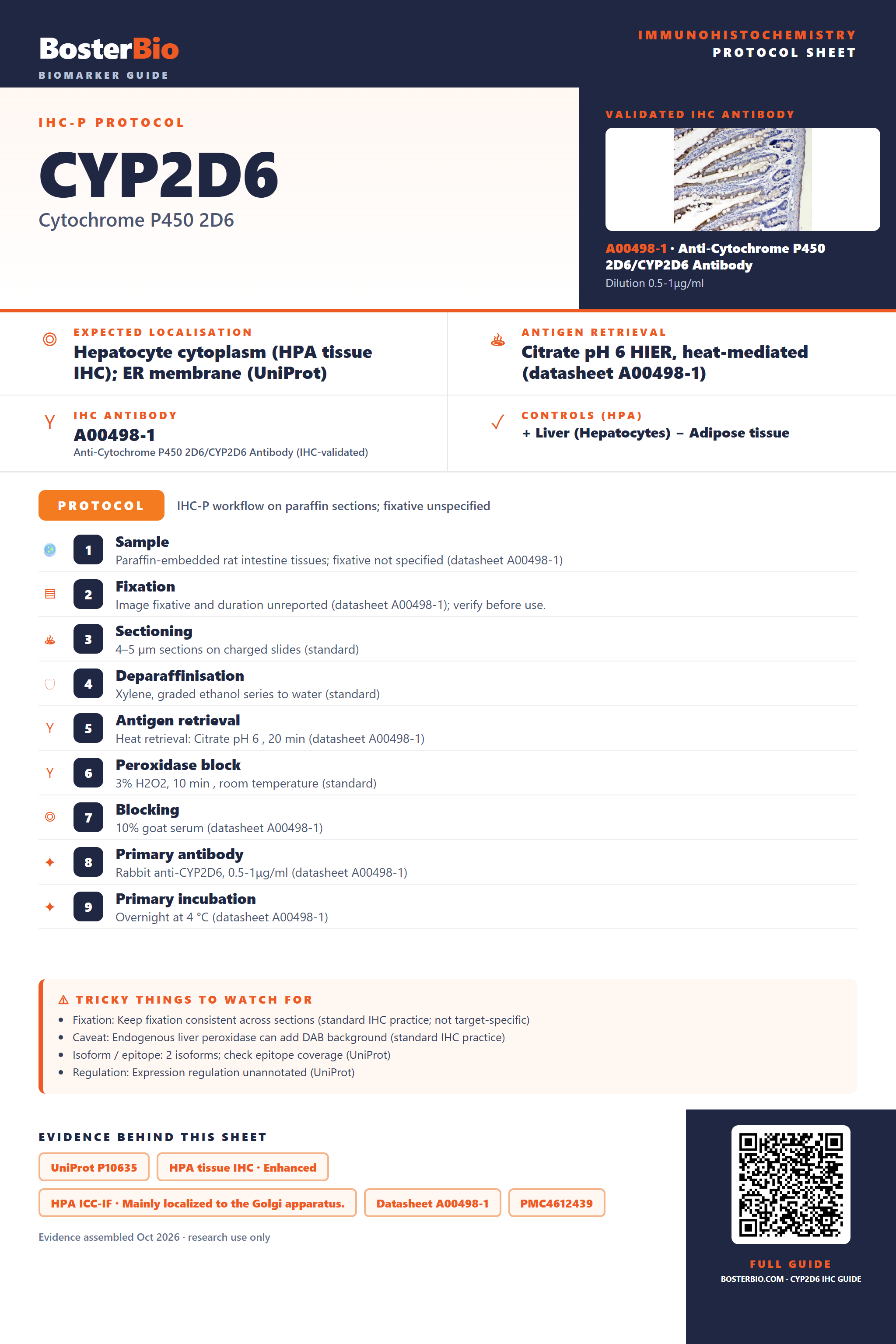 Immunohistochemistry protocol sheet for CYP2D6 (IHC for CYP2D6): expected localisation Hepatocyte cytoplasm (HPA tissue IHC); ER membrane (UniProt), antibody A00498-1, validated IHC image, and IHC protocol steps