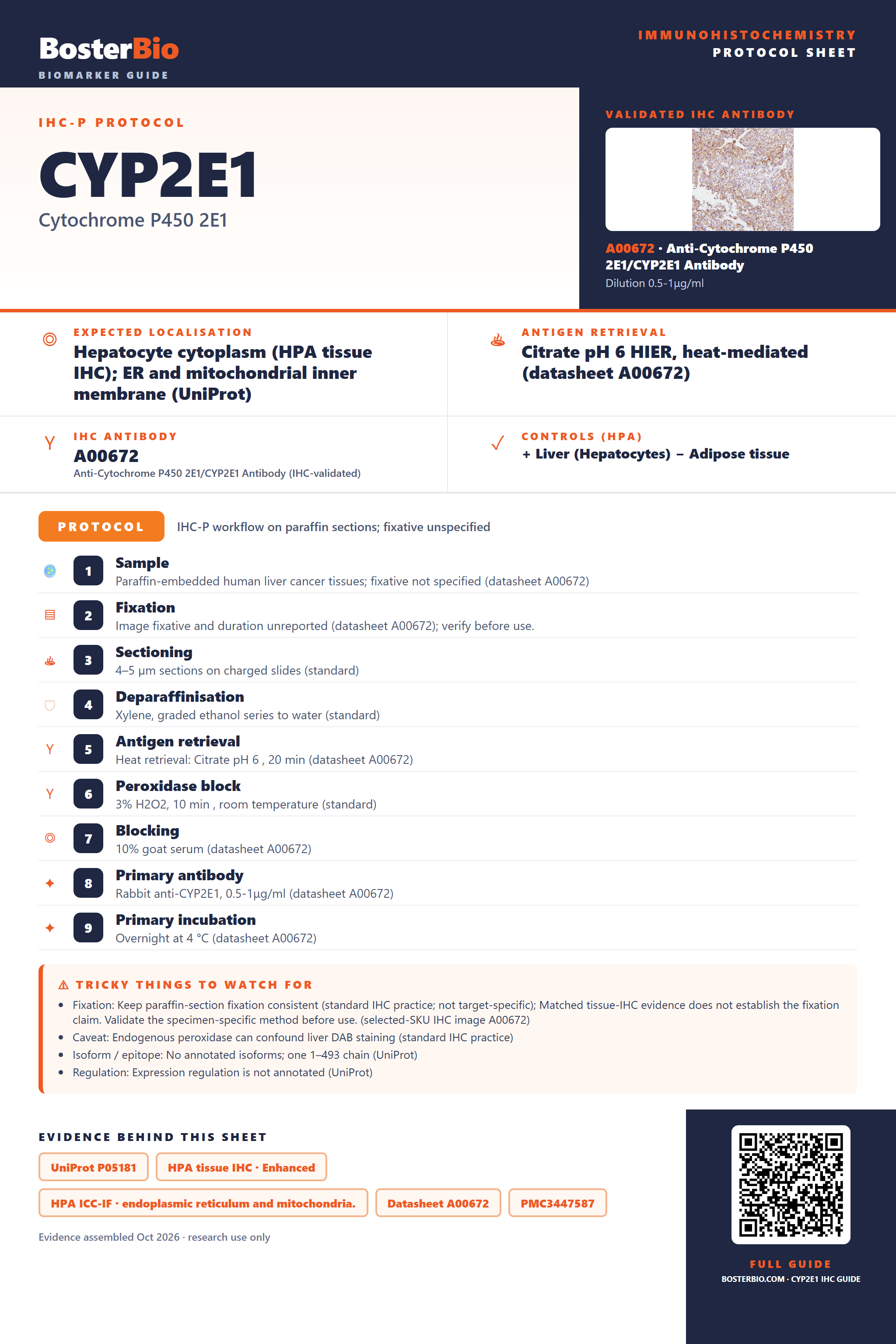 Immunohistochemistry protocol sheet for CYP2E1 (IHC for CYP2E1): expected localisation Hepatocyte cytoplasm (HPA tissue IHC); ER and mitochondrial inner membrane (UniProt), antibody A00672, validated IHC image, and IHC protocol steps