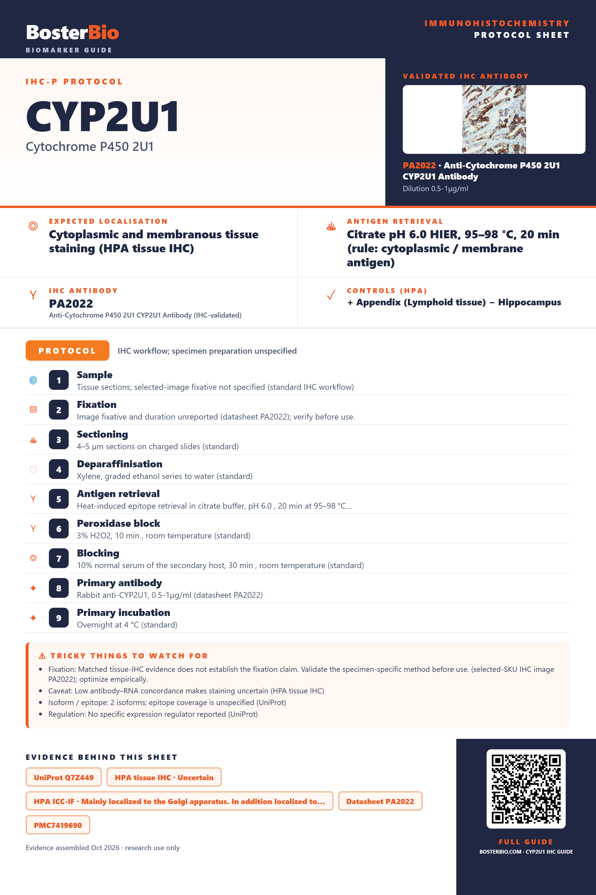 Immunohistochemistry protocol sheet for CYP2U1 (IHC for CYP2U1): expected localisation Cytoplasmic and membranous tissue staining (HPA tissue IHC), antibody PA2022, validated IHC image, and IHC protocol steps