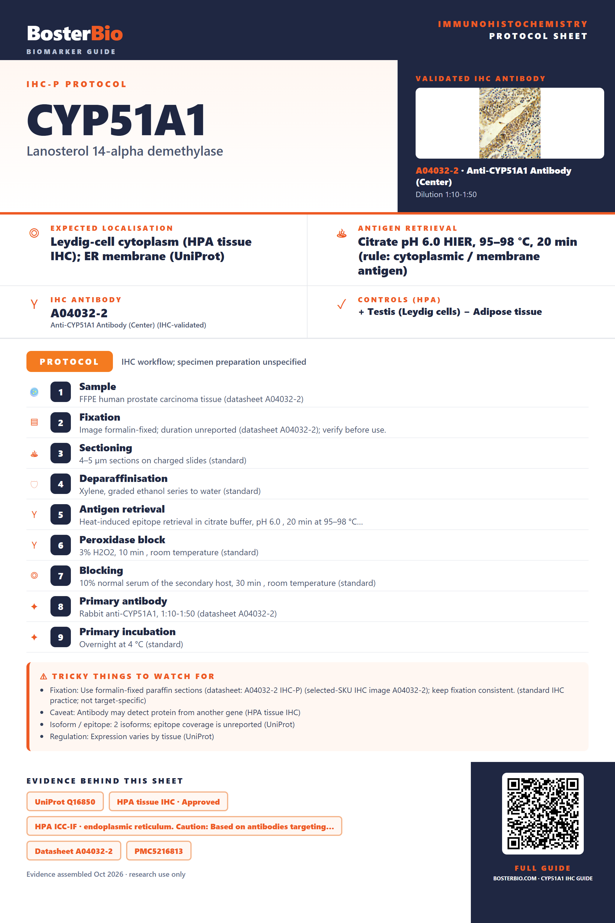 Immunohistochemistry protocol sheet for CYP51A1 (IHC for CYP51A1): expected localisation Leydig-cell cytoplasm (HPA tissue IHC); ER membrane (UniProt), antibody A04032-2, validated IHC image, and IHC protocol steps