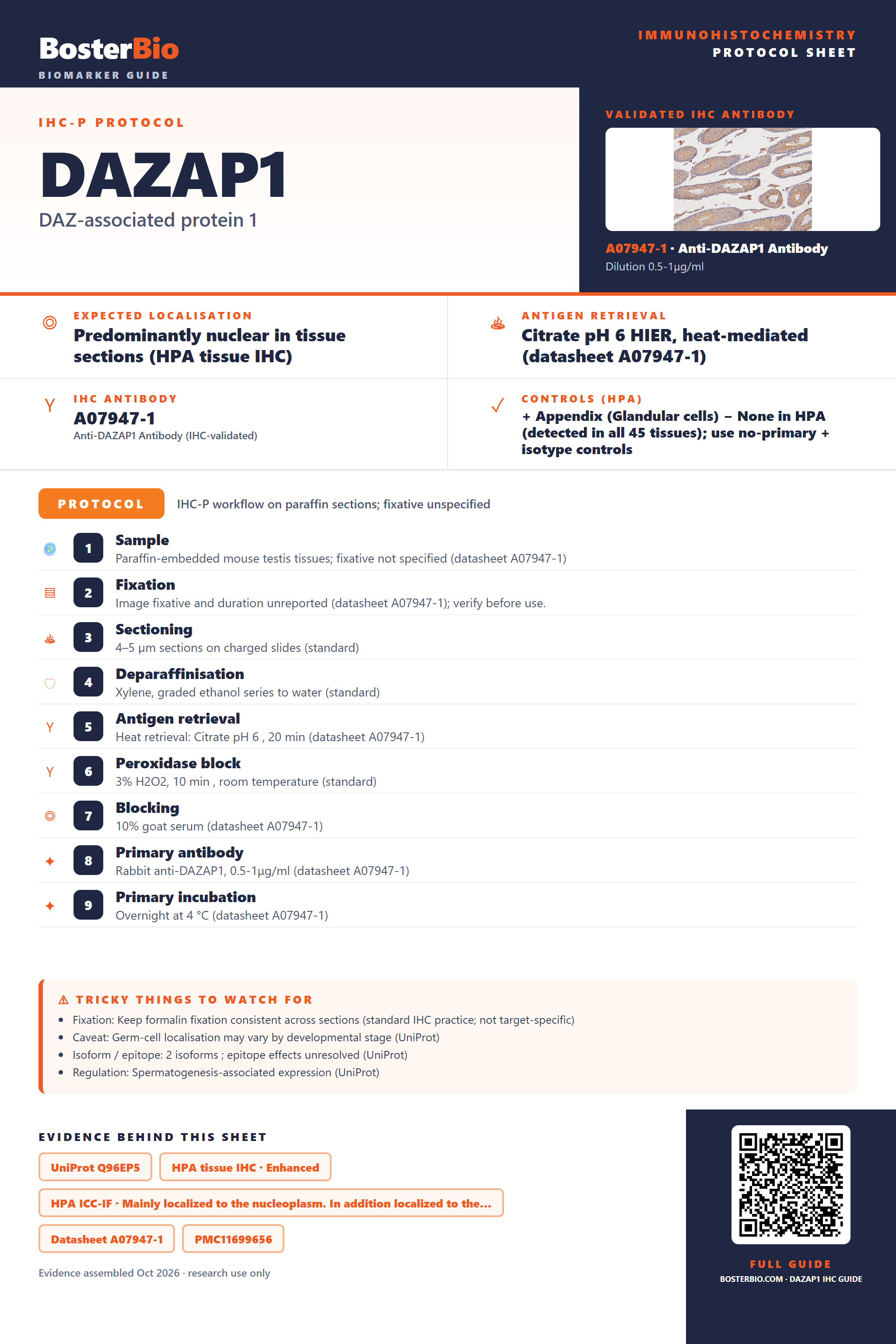 Immunohistochemistry protocol sheet for DAZAP1 (IHC for DAZAP1): expected localisation Predominantly nuclear in tissue sections (HPA tissue IHC), antibody A07947-1, validated IHC image, and IHC protocol steps