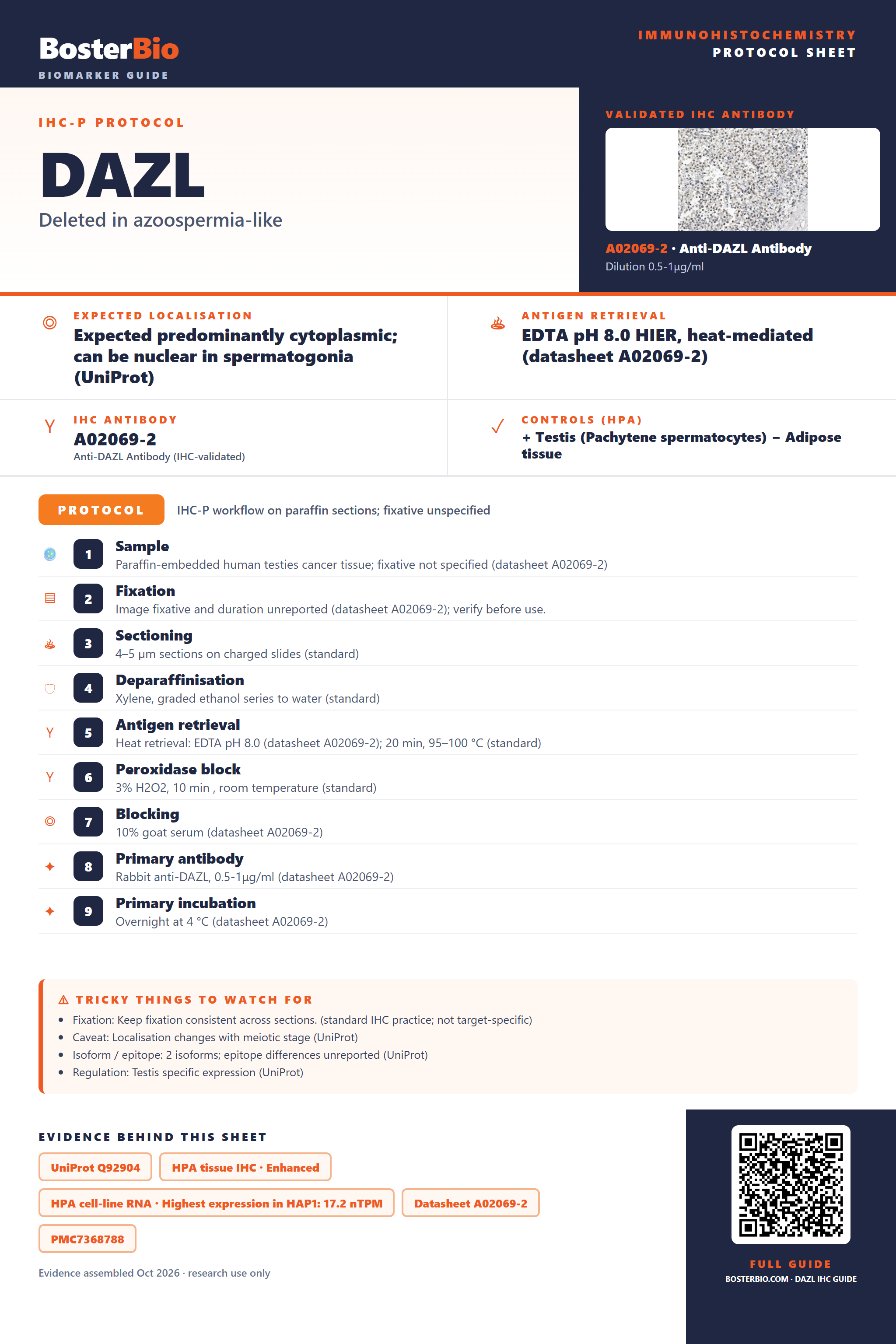 Immunohistochemistry protocol sheet for DAZL (IHC for DAZL): expected localisation Expected predominantly cytoplasmic; can be nuclear in spermatogonia (UniProt), antibody A02069-2, validated IHC image, and IHC protocol steps