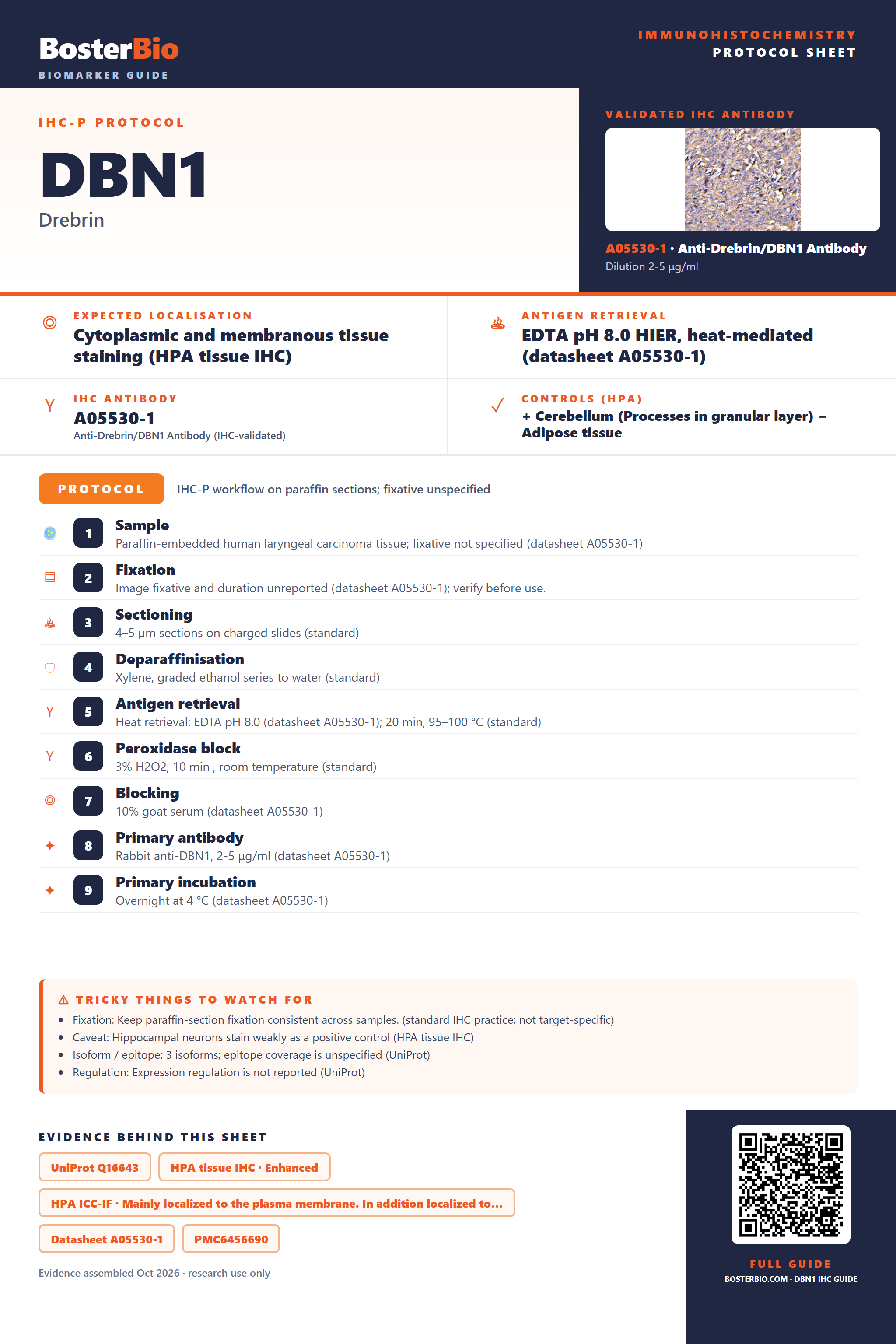 Immunohistochemistry protocol sheet for DBN1 (IHC for DBN1): expected localisation Cytoplasmic and membranous tissue staining (HPA tissue IHC), antibody A05530-1, validated IHC image, and IHC protocol steps