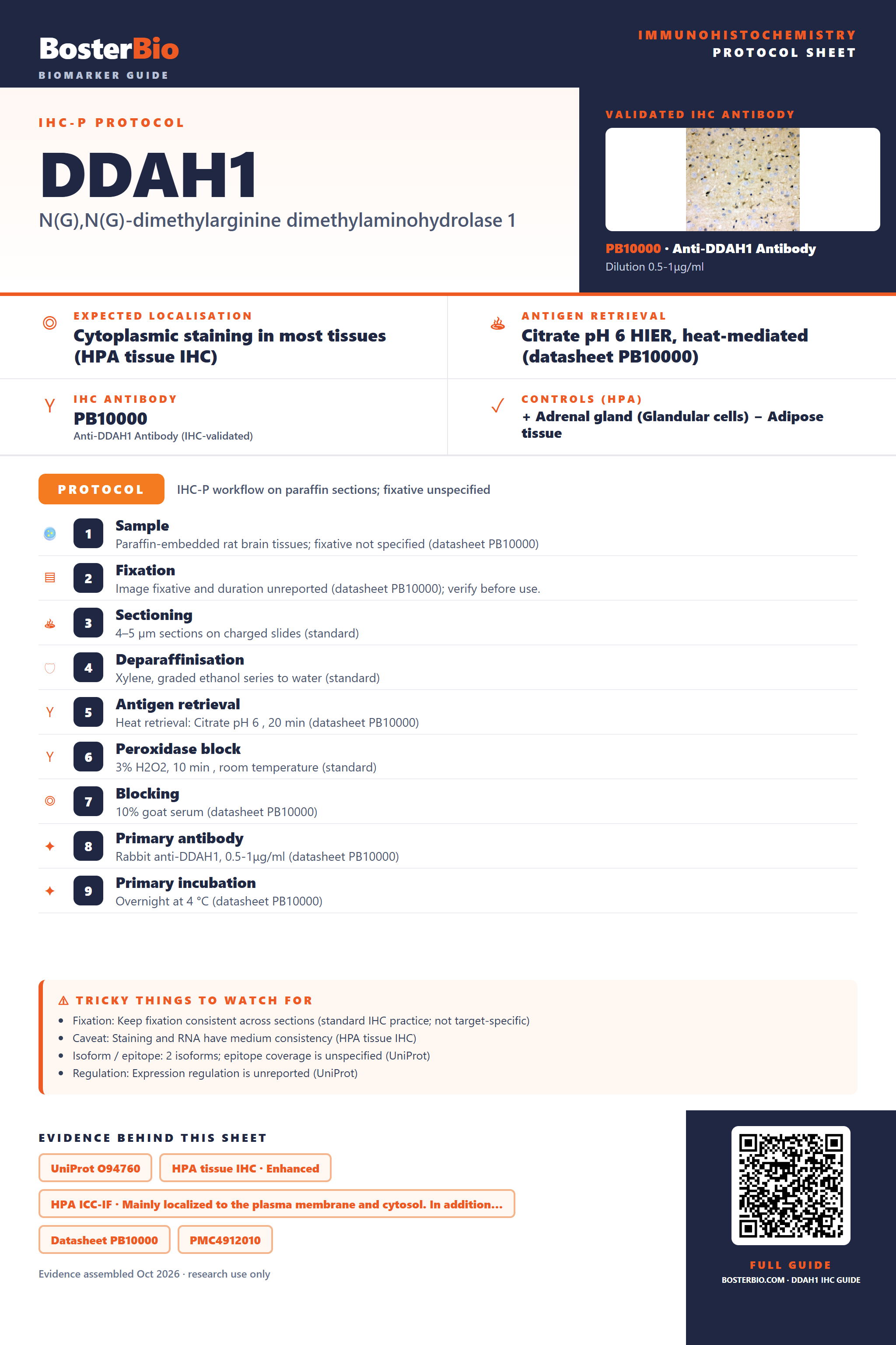 Immunohistochemistry protocol sheet for DDAH1 (IHC for DDAH1): expected localisation Cytoplasmic staining in most tissues (HPA tissue IHC), antibody PB10000, validated IHC image, and IHC protocol steps