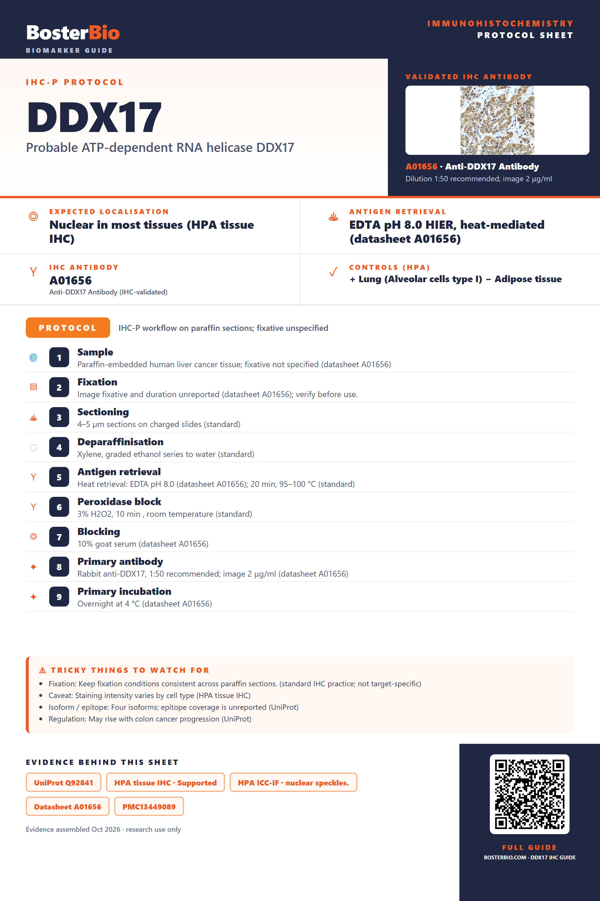 Immunohistochemistry protocol sheet for DDX17 (IHC for DDX17): expected localisation Nuclear in most tissues (HPA tissue IHC), antibody A01656, validated IHC image, and IHC protocol steps