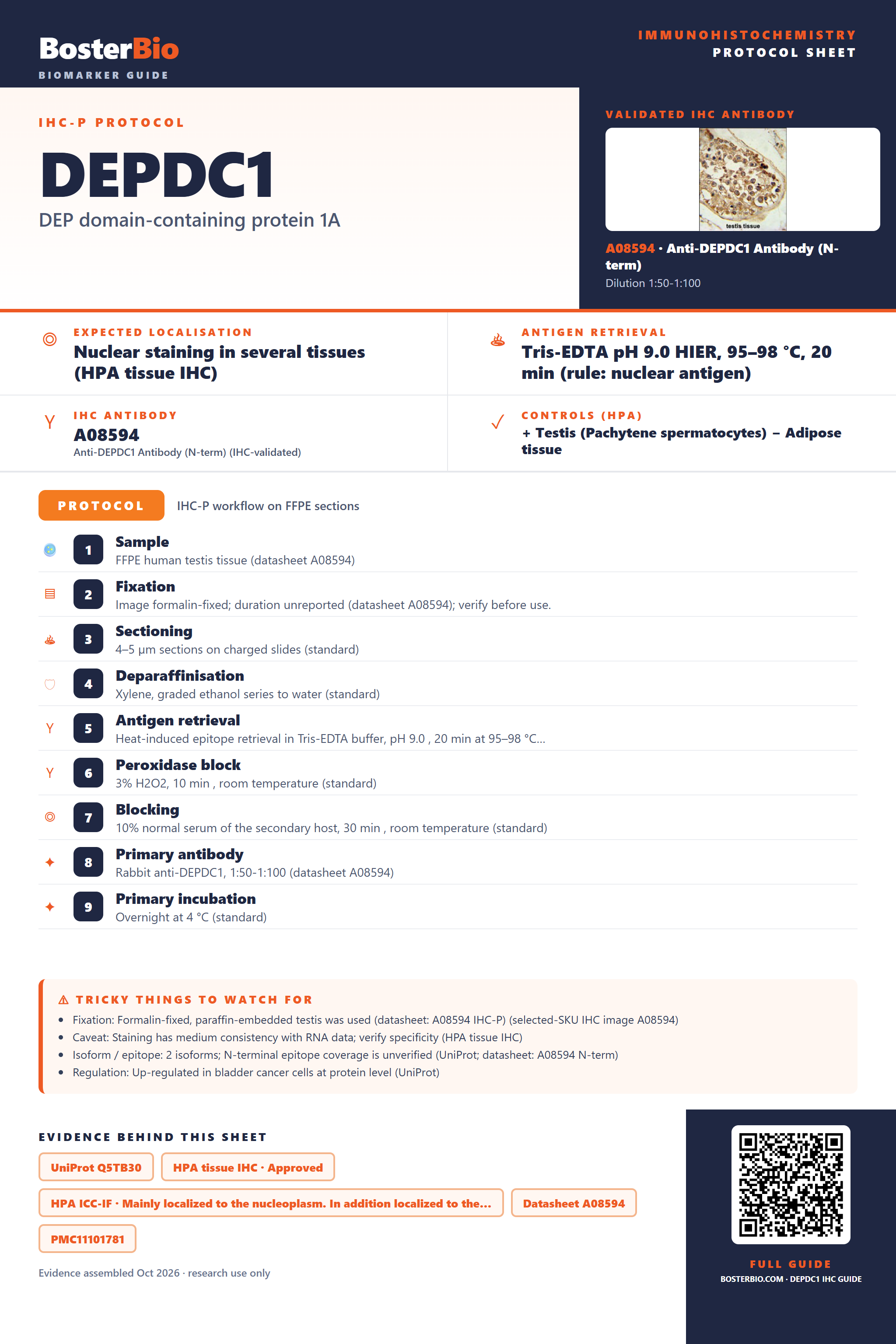 Immunohistochemistry protocol sheet for DEPDC1 (IHC for DEPDC1): expected localisation Nuclear staining in several tissues (HPA tissue IHC), antibody A08594, validated IHC image, and IHC protocol steps