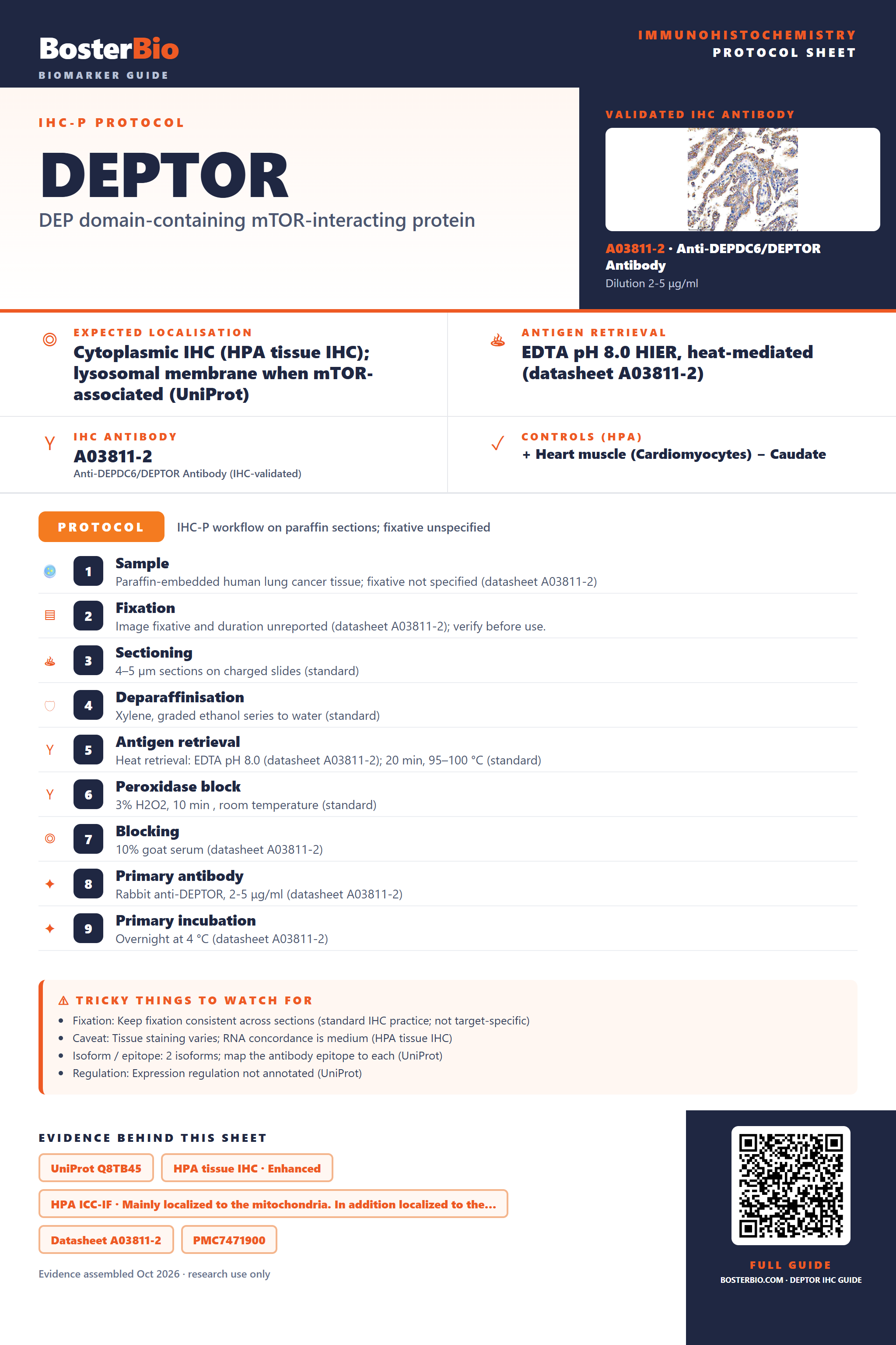 Immunohistochemistry protocol sheet for DEPTOR (IHC for DEPTOR): expected localisation Cytoplasmic IHC (HPA tissue IHC); lysosomal membrane when mTOR-associated (UniProt), antibody A03811-2, validated IHC image, and IHC protocol steps