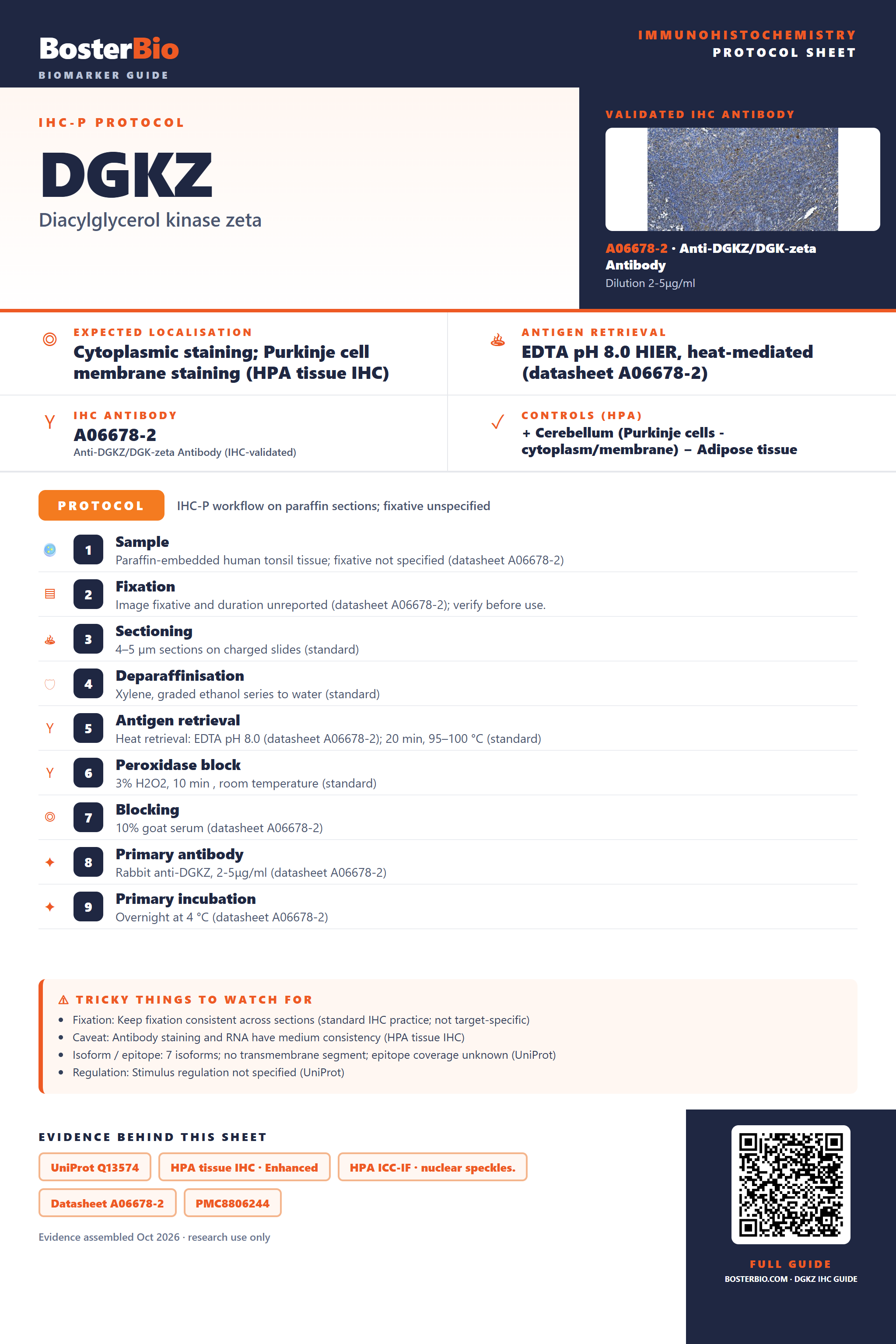Immunohistochemistry protocol sheet for DGKZ (IHC for DGKZ): expected localisation Cytoplasmic staining; Purkinje cell membrane staining (HPA tissue IHC), antibody A06678-2, validated IHC image, and IHC protocol steps