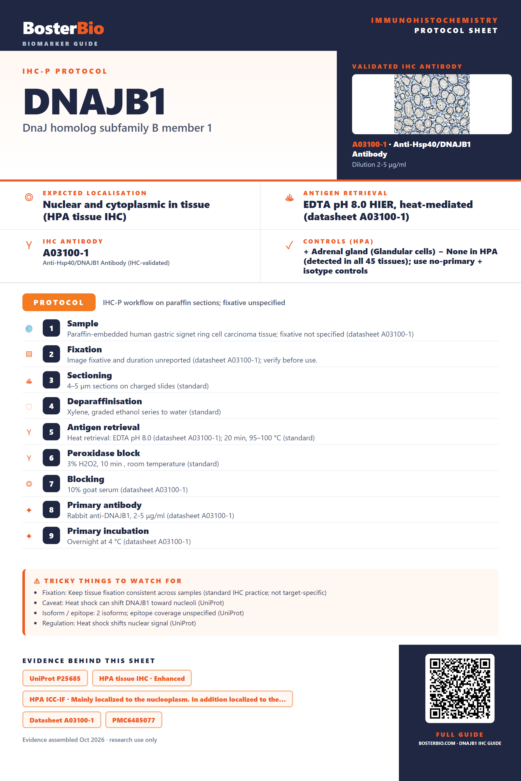 Immunohistochemistry protocol sheet for DNAJB1 (IHC for DNAJB1): expected localisation Nuclear and cytoplasmic in tissue (HPA tissue IHC), antibody A03100-1, validated IHC image, and IHC protocol steps