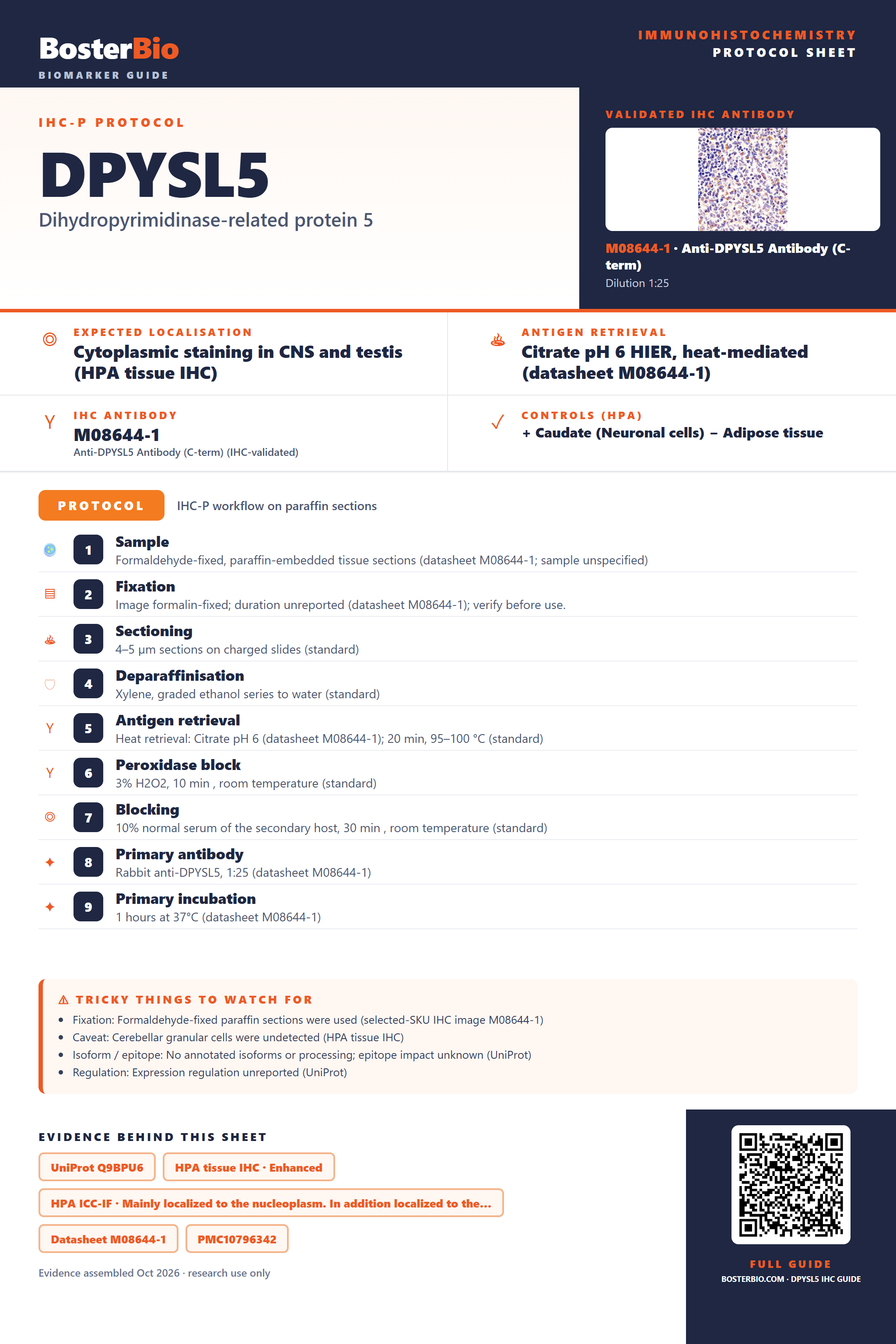 Immunohistochemistry protocol sheet for DPYSL5 (IHC for DPYSL5): expected localisation Cytoplasmic staining in CNS and testis (HPA tissue IHC), antibody M08644-1, validated IHC image, and IHC protocol steps