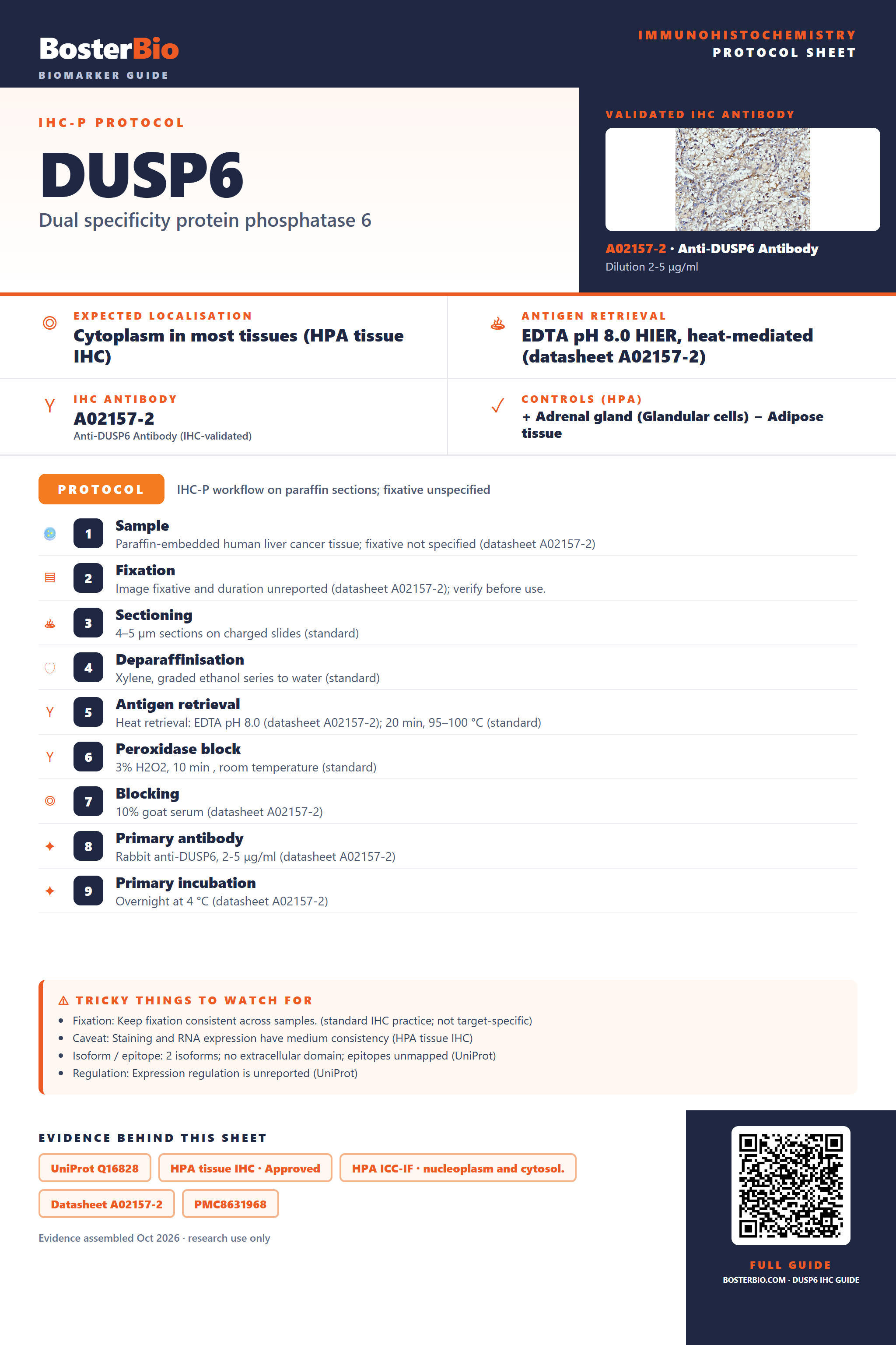 Immunohistochemistry protocol sheet for DUSP6 (IHC for DUSP6): expected localisation Cytoplasm in most tissues (HPA tissue IHC), antibody A02157-2, validated IHC image, and IHC protocol steps
