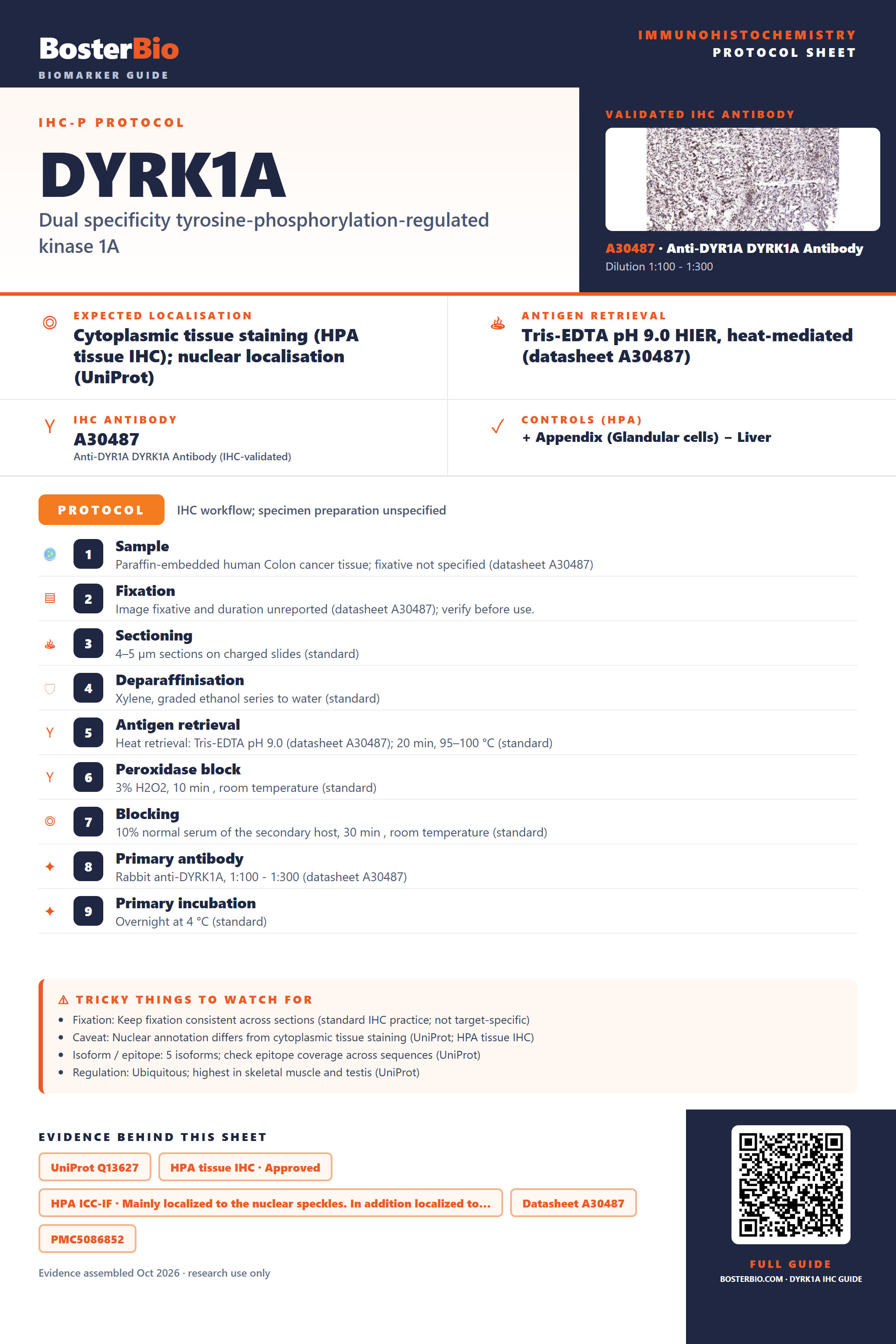Immunohistochemistry protocol sheet for DYRK1A (IHC for DYRK1A): expected localisation Cytoplasmic tissue staining (HPA tissue IHC); nuclear localisation (UniProt), antibody A30487, validated IHC image, and IHC protocol steps