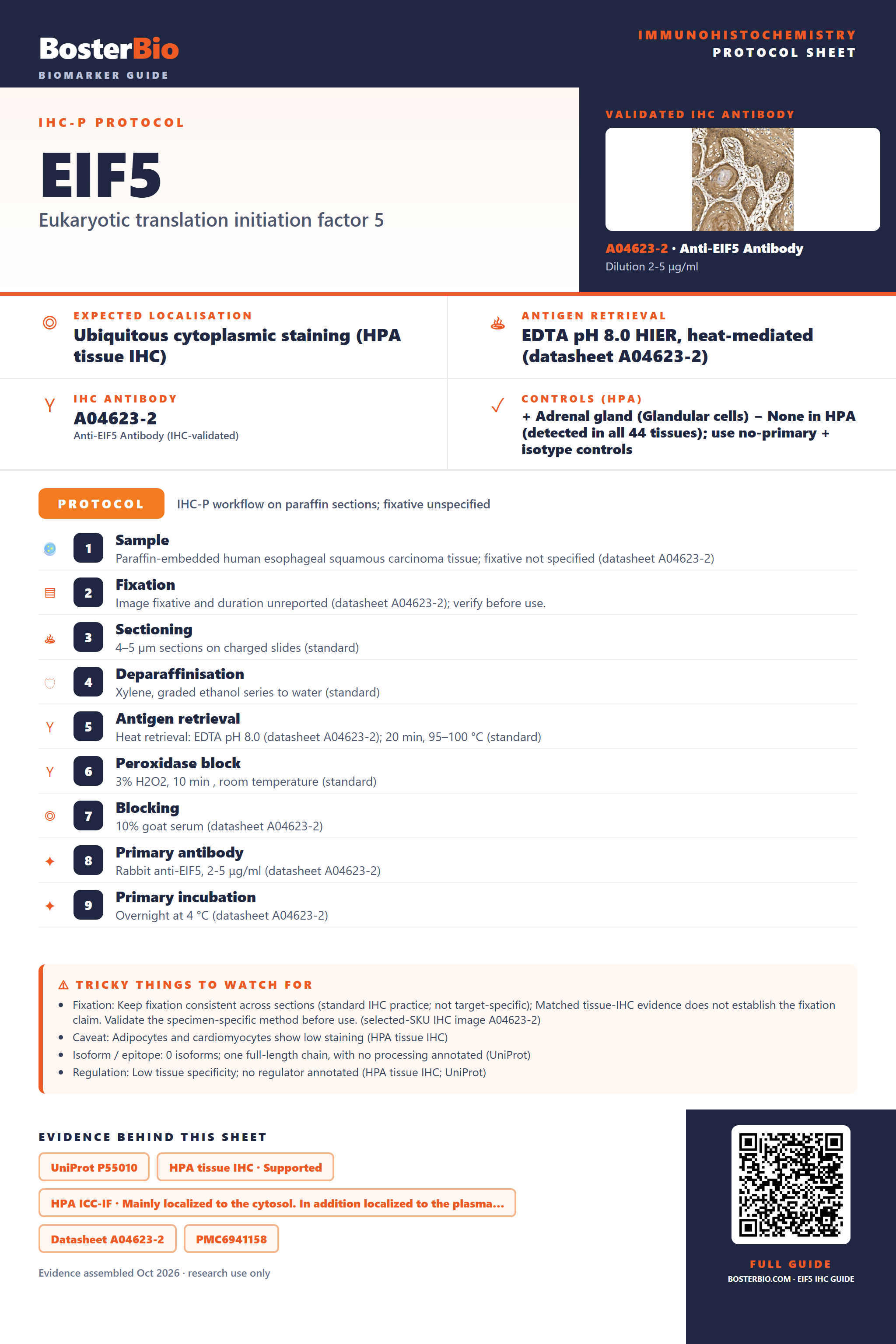 Immunohistochemistry protocol sheet for EIF5 (IHC for EIF5): expected localisation Ubiquitous cytoplasmic staining (HPA tissue IHC), antibody A04623-2, validated IHC image, and IHC protocol steps