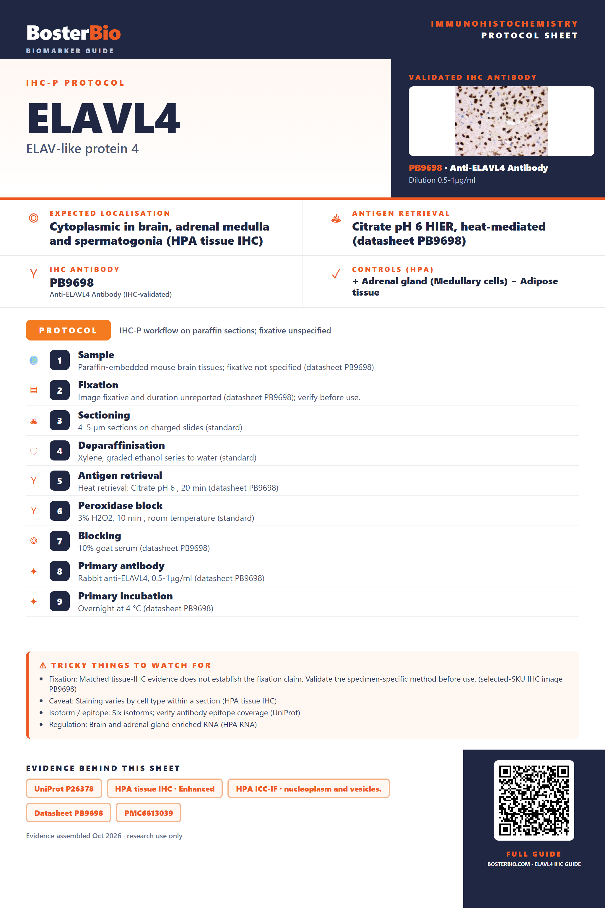 Immunohistochemistry protocol sheet for ELAVL4 (IHC for ELAVL4): expected localisation Cytoplasmic in brain, adrenal medulla and spermatogonia (HPA tissue IHC), antibody PB9698, validated IHC image, and IHC protocol steps