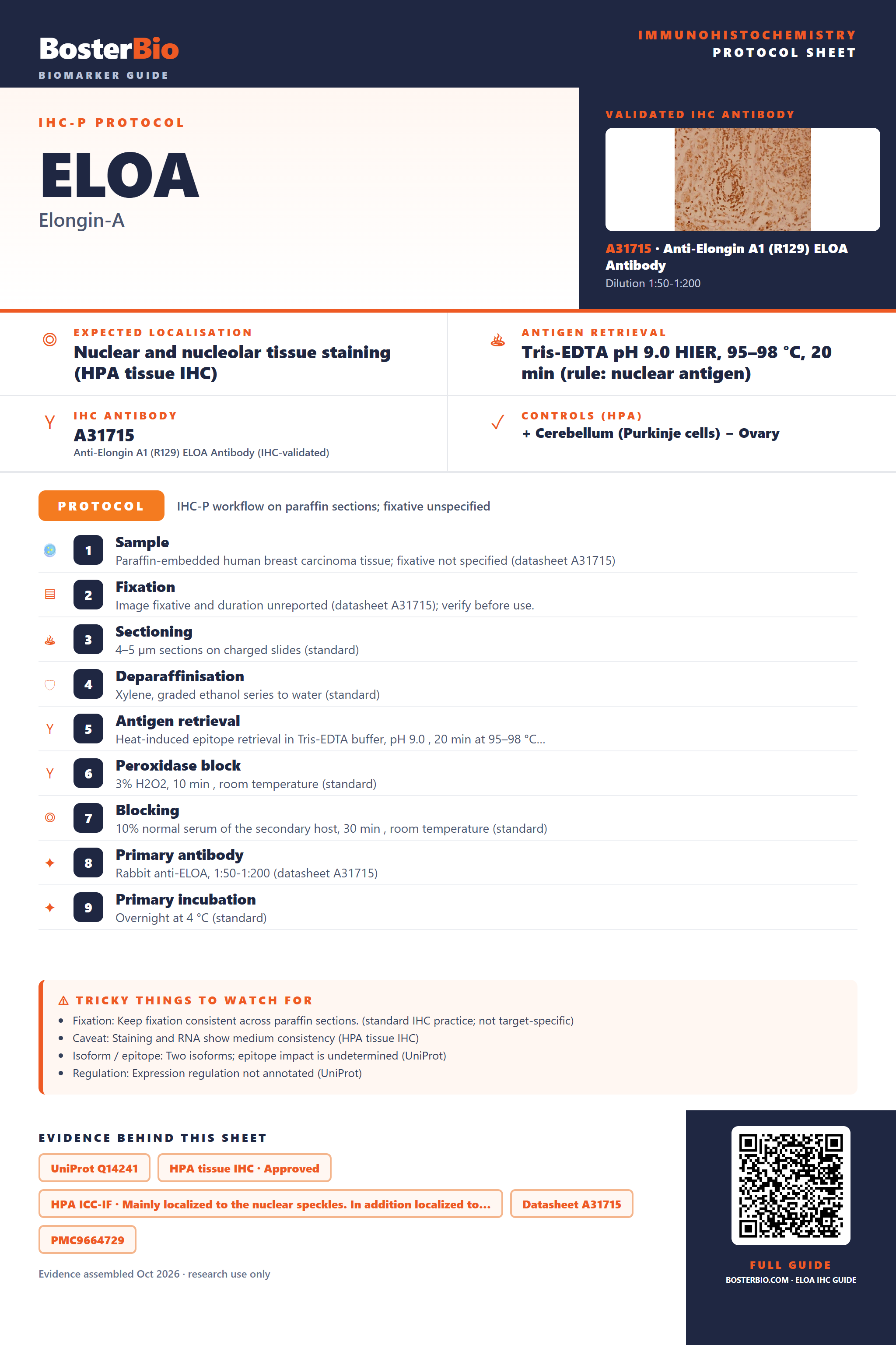 Immunohistochemistry protocol sheet for ELOA (IHC for ELOA): expected localisation Nuclear and nucleolar tissue staining (HPA tissue IHC), antibody A31715, validated IHC image, and IHC protocol steps