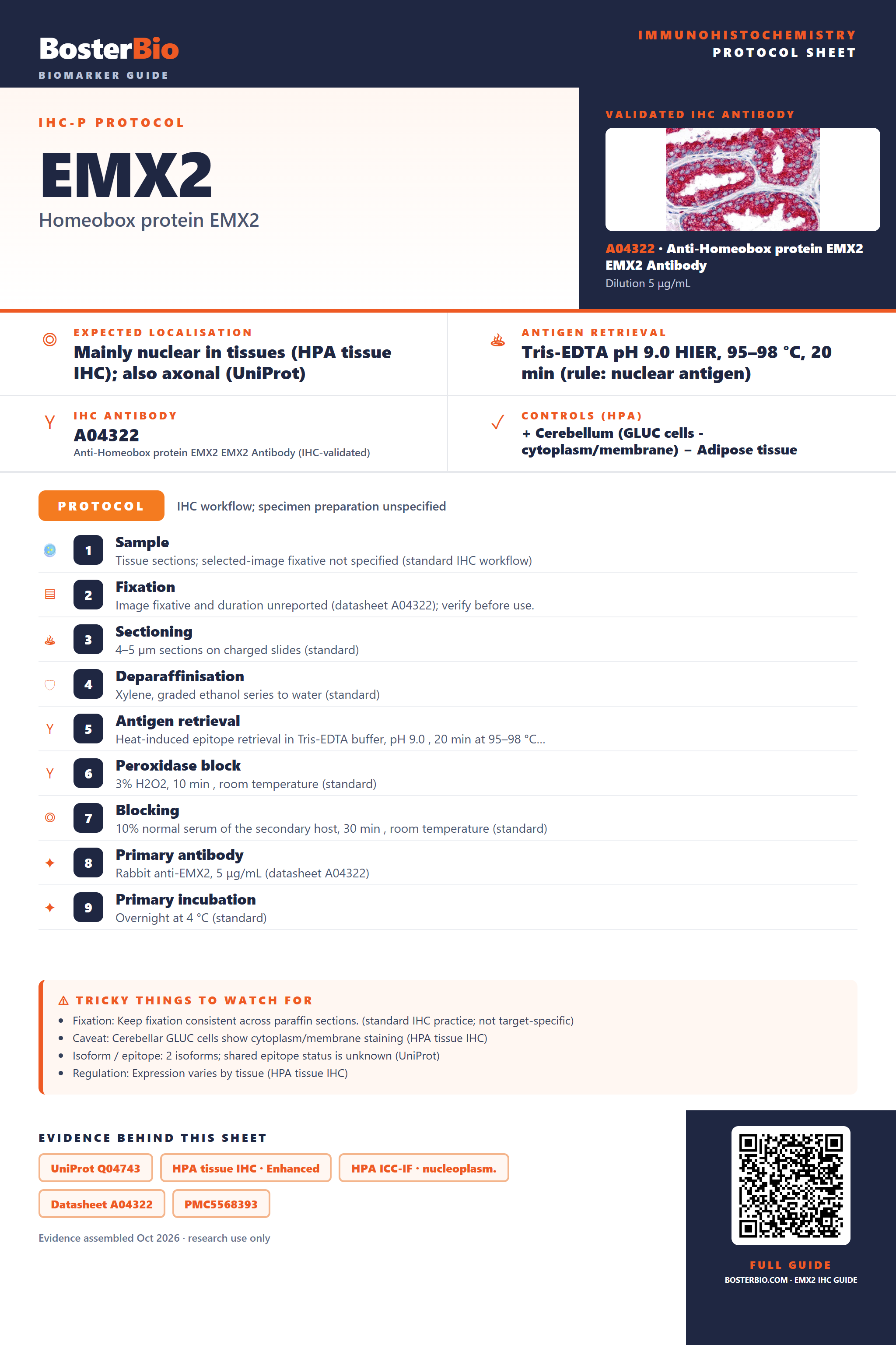 Immunohistochemistry protocol sheet for EMX2 (IHC for EMX2): expected localisation Mainly nuclear in tissues (HPA tissue IHC); also axonal (UniProt), antibody A04322, validated IHC image, and IHC protocol steps