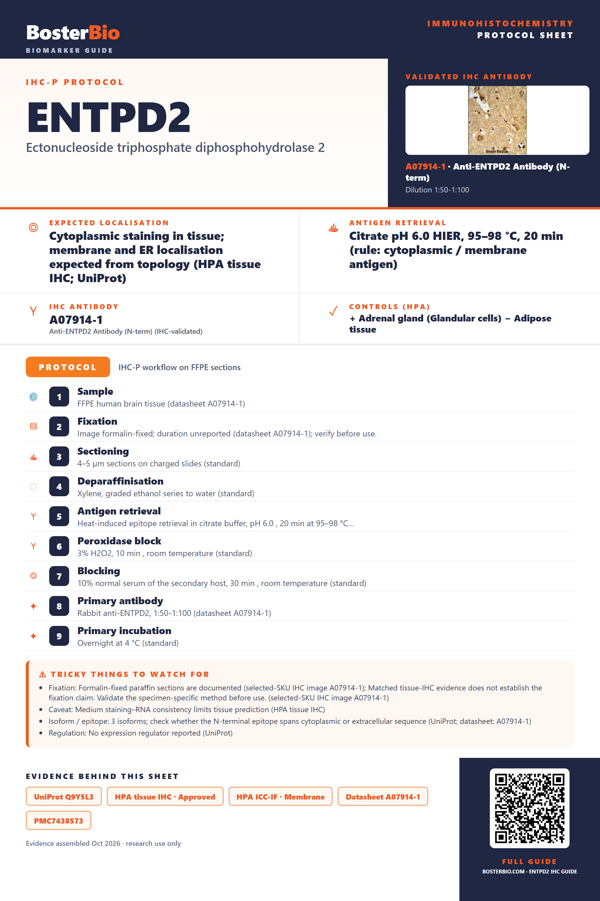 Immunohistochemistry protocol sheet for ENTPD2 (IHC for ENTPD2): expected localisation Cytoplasmic staining in tissue; membrane and ER localisation expected from topology (HPA tissue IHC; UniProt), antibody A07914-1, validated IHC image, and IHC protocol steps