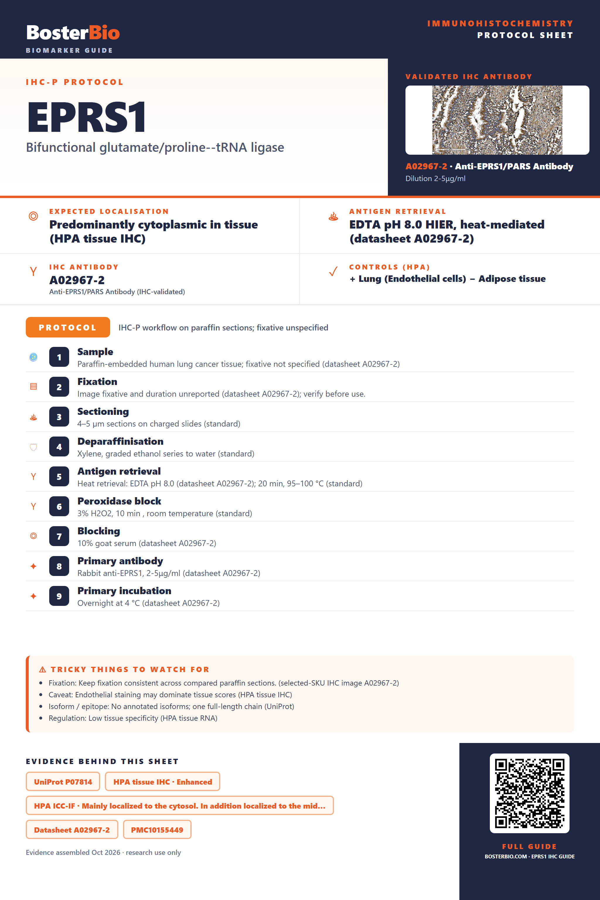 Immunohistochemistry protocol sheet for EPRS1 (IHC for EPRS1): expected localisation Predominantly cytoplasmic in tissue (HPA tissue IHC), antibody A02967-2, validated IHC image, and IHC protocol steps