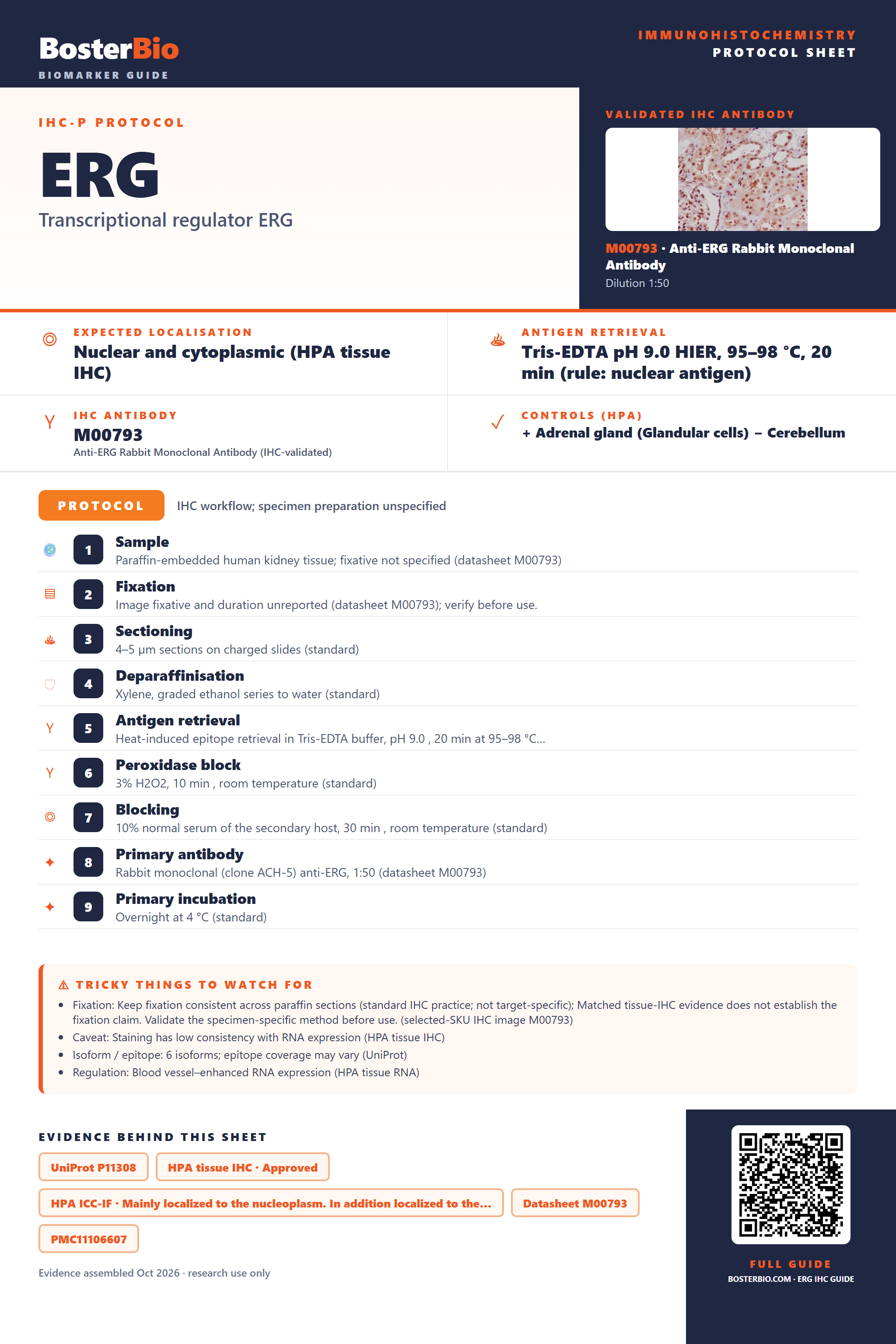 Immunohistochemistry protocol sheet for ERG (IHC for ERG): expected localisation Nuclear and cytoplasmic (HPA tissue IHC), antibody M00793, validated IHC image, and IHC protocol steps