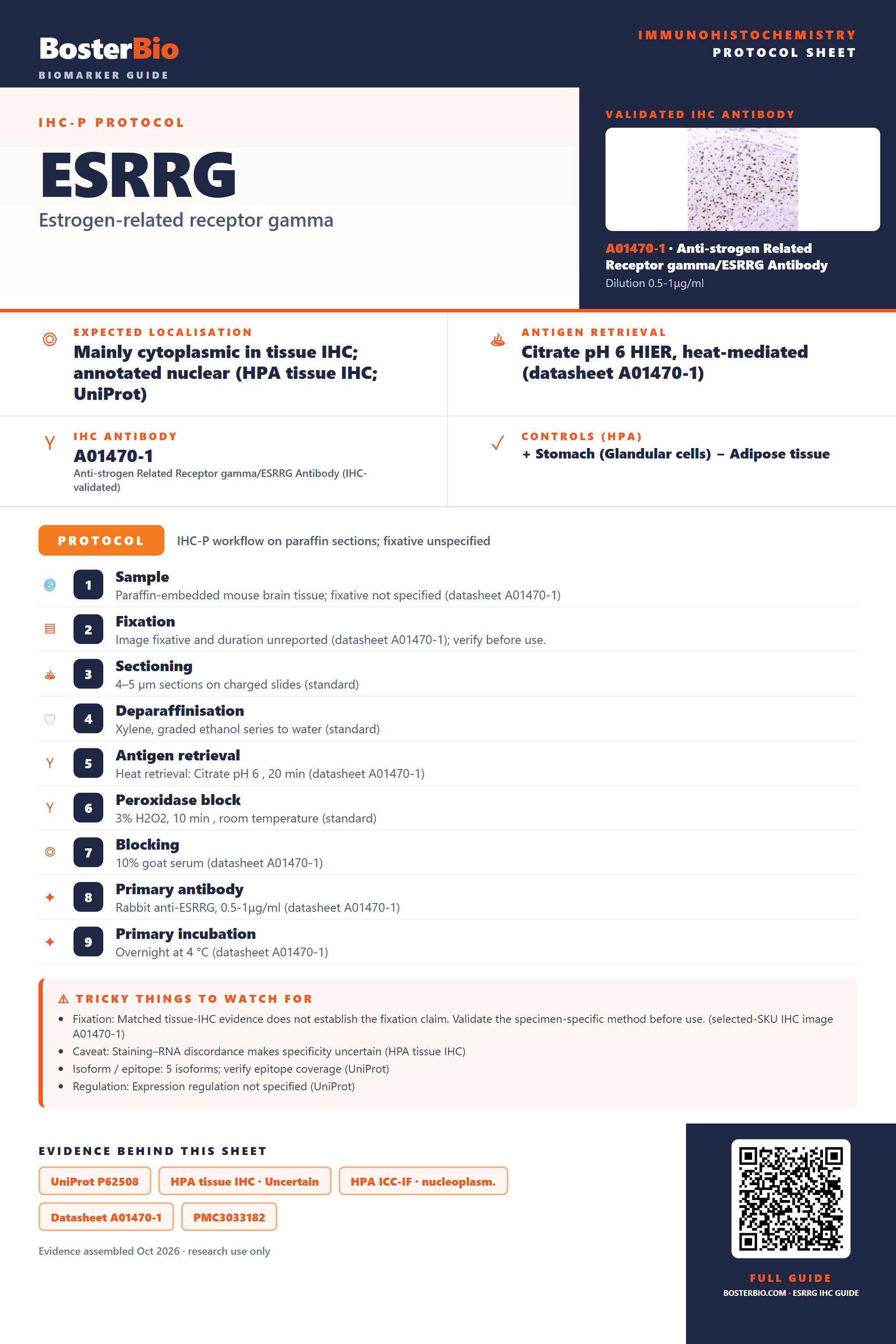 Immunohistochemistry protocol sheet for ESRRG (IHC for ESRRG): expected localisation Mainly cytoplasmic in tissue IHC; annotated nuclear (HPA tissue IHC; UniProt), antibody A01470-1, validated IHC image, and IHC protocol steps