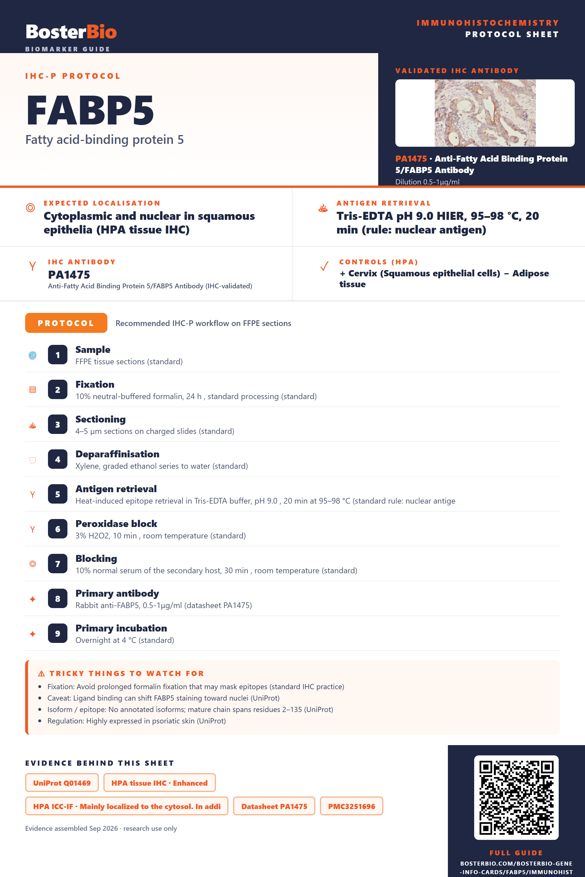 Immunohistochemistry protocol sheet for FABP5 (IHC for FABP5): expected localisation Cytoplasmic and nuclear in squamous epithelia (HPA tissue IHC), antibody PA1475, validated IHC image, and IHC protocol steps