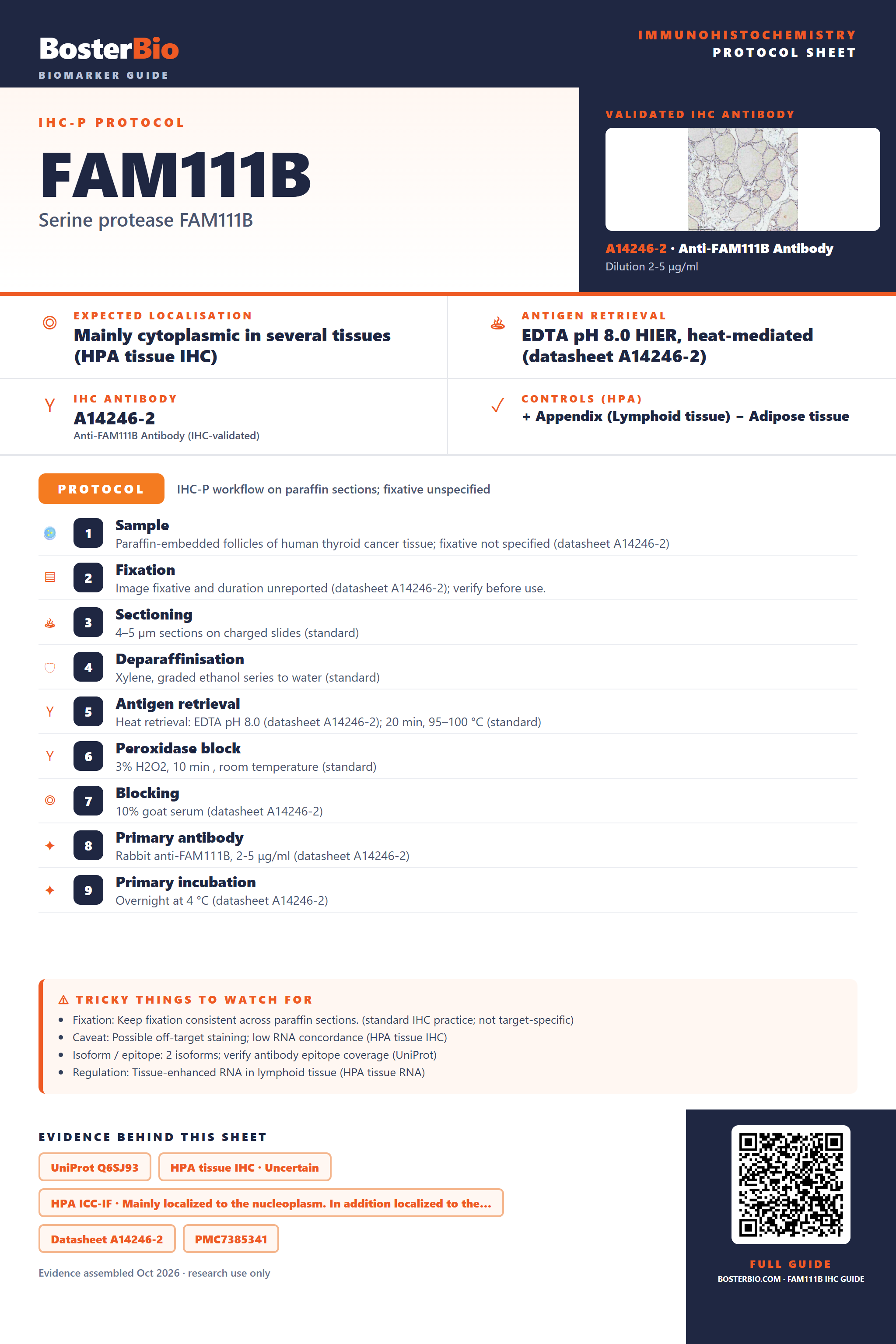 Immunohistochemistry protocol sheet for FAM111B (IHC for FAM111B): expected localisation Mainly cytoplasmic in several tissues (HPA tissue IHC), antibody A14246-2, validated IHC image, and IHC protocol steps