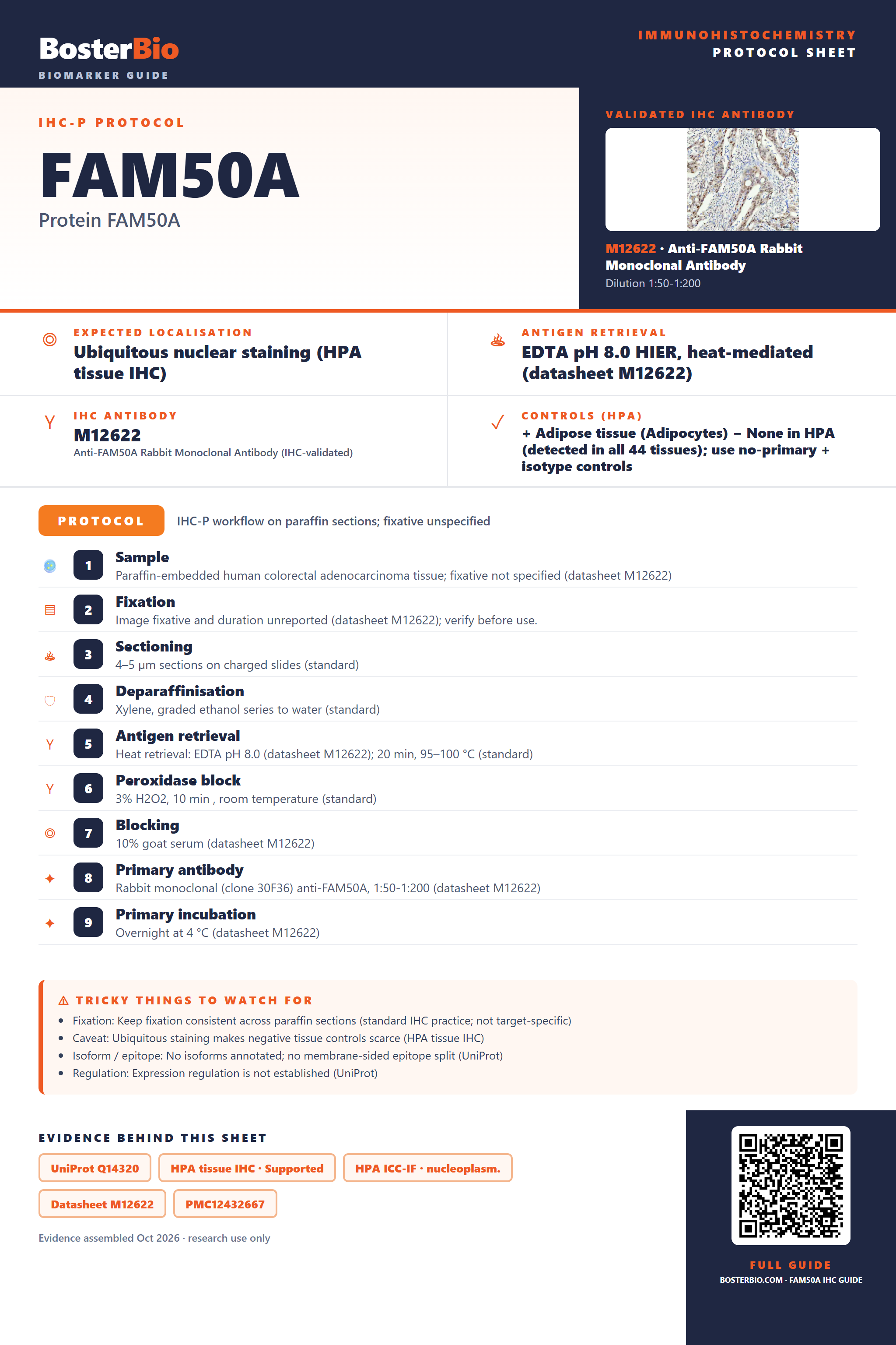 Immunohistochemistry protocol sheet for FAM50A (IHC for FAM50A): expected localisation Ubiquitous nuclear staining (HPA tissue IHC), antibody M12622, validated IHC image, and IHC protocol steps