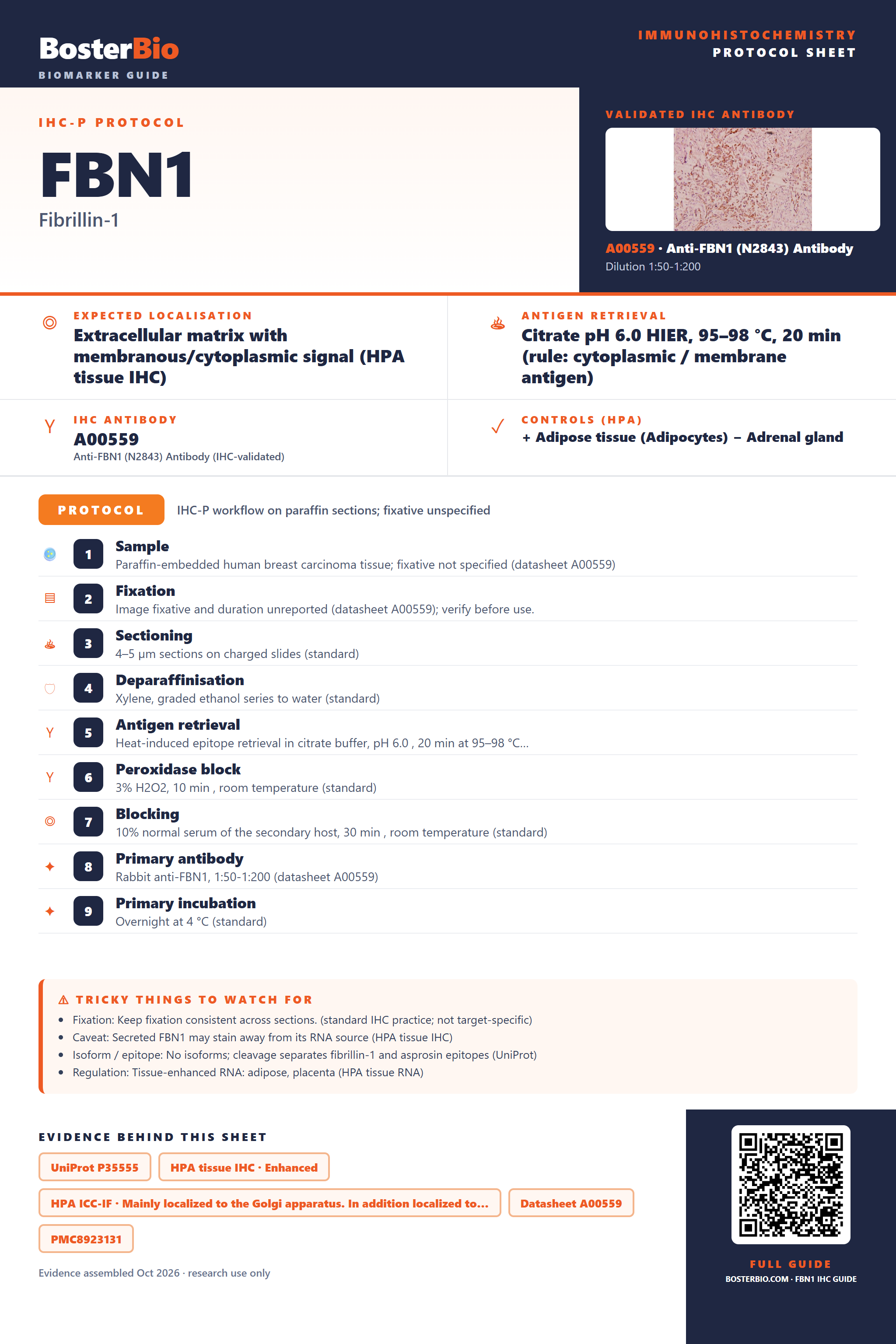 Immunohistochemistry protocol sheet for FBN1 (IHC for FBN1): expected localisation Extracellular matrix with membranous/cytoplasmic signal (HPA tissue IHC), antibody A00559, validated IHC image, and IHC protocol steps