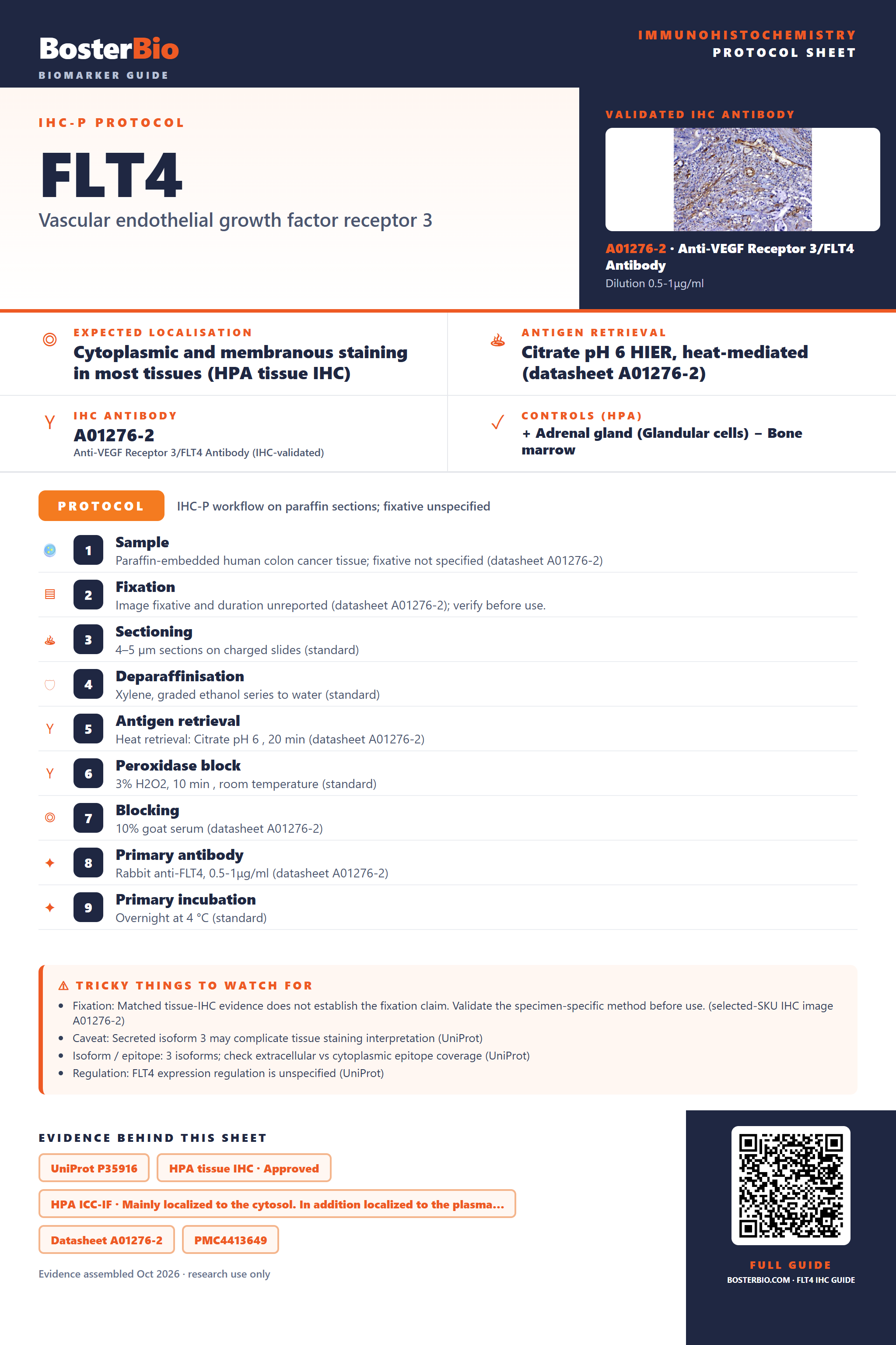 Immunohistochemistry protocol sheet for FLT4 (IHC for FLT4): expected localisation Cytoplasmic and membranous staining in most tissues (HPA tissue IHC), antibody A01276-2, validated IHC image, and IHC protocol steps