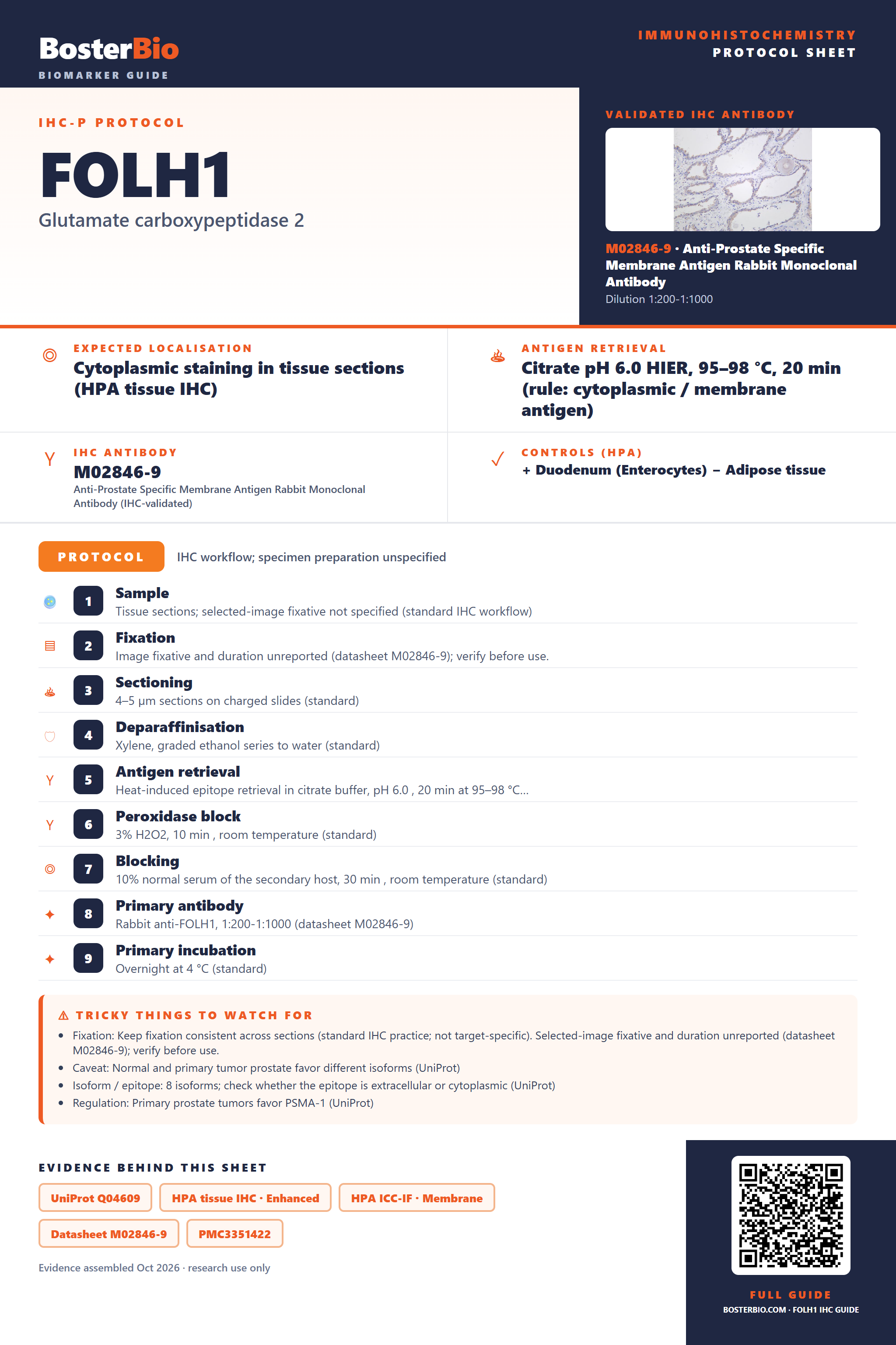 Immunohistochemistry protocol sheet for FOLH1 (IHC for FOLH1): expected localisation Cytoplasmic staining in tissue sections (HPA tissue IHC), antibody M02846-9, validated IHC image, and IHC protocol steps