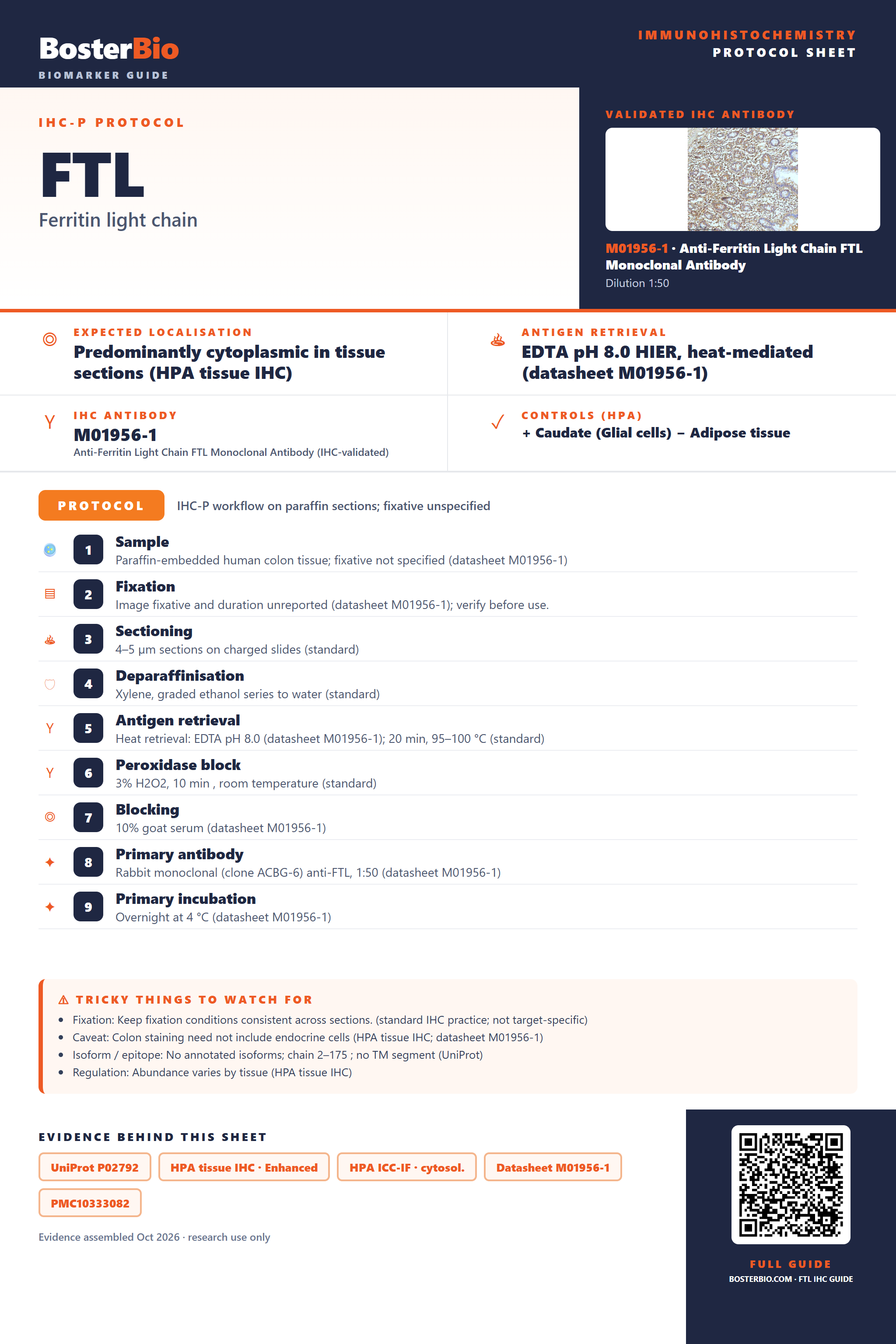 Immunohistochemistry protocol sheet for FTL (IHC for FTL): expected localisation Predominantly cytoplasmic in tissue sections (HPA tissue IHC), antibody M01956-1, validated IHC image, and IHC protocol steps