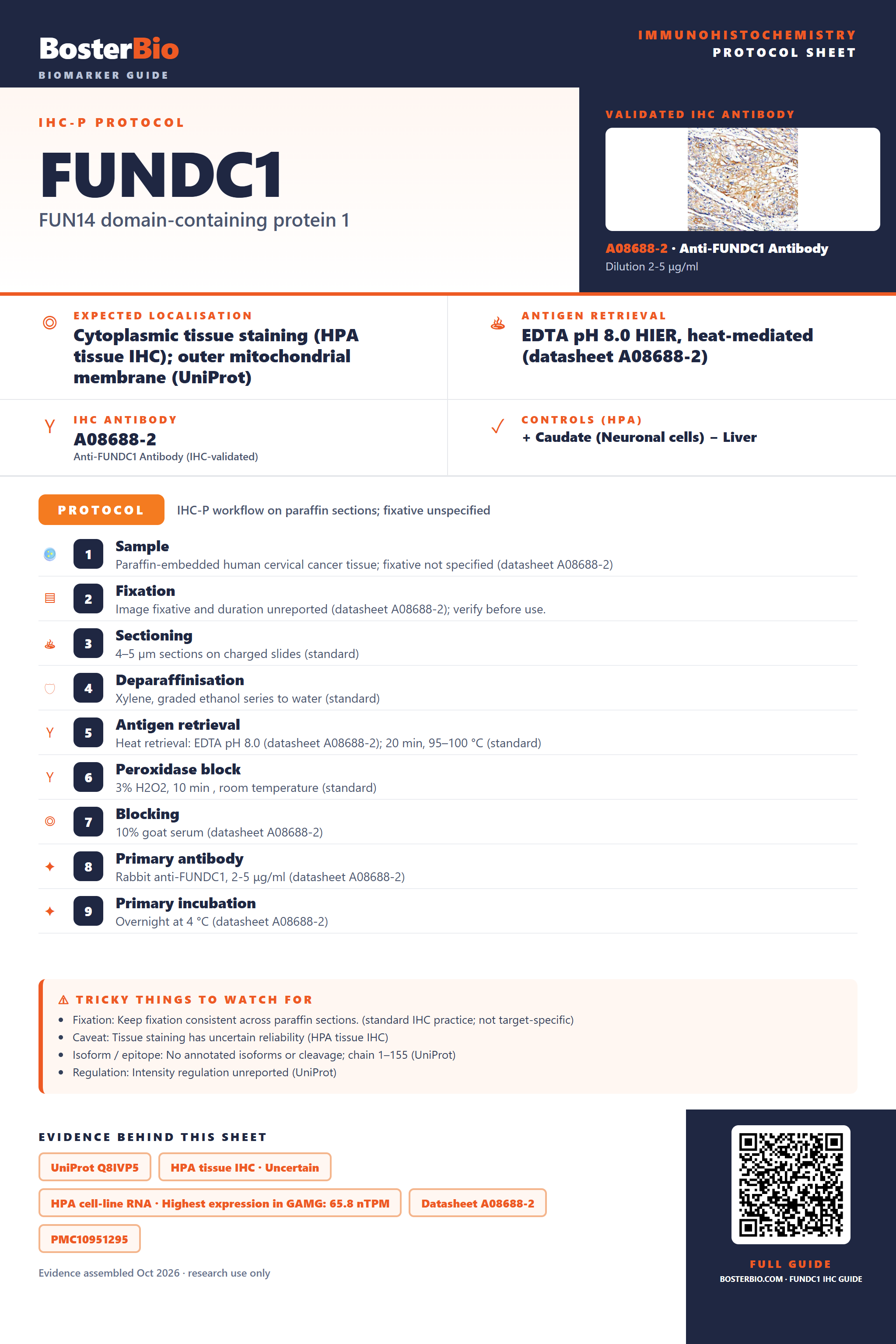 Immunohistochemistry protocol sheet for FUNDC1 (IHC for FUNDC1): expected localisation Cytoplasmic tissue staining (HPA tissue IHC); outer mitochondrial membrane (UniProt), antibody A08688-2, validated IHC image, and IHC protocol steps