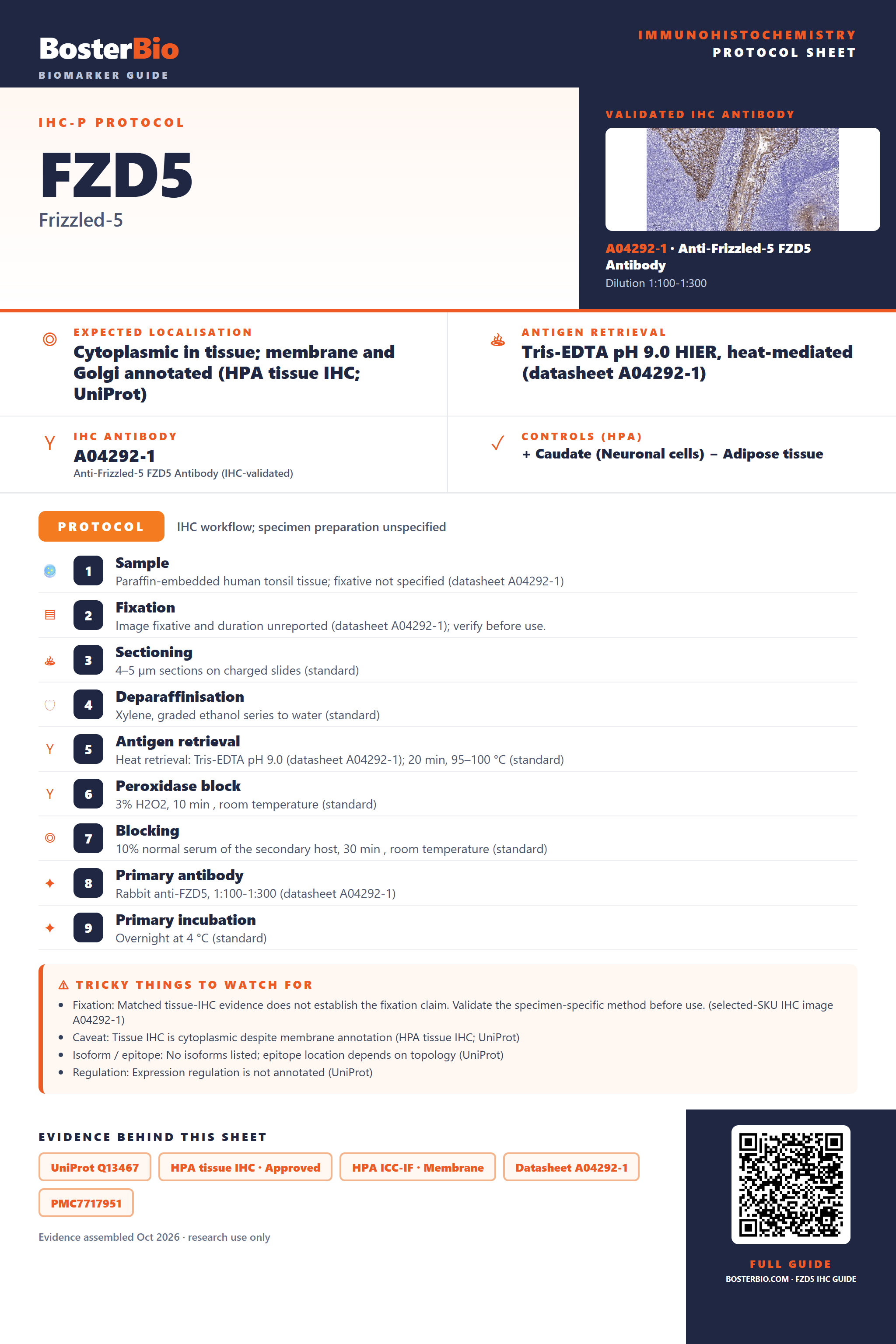 Immunohistochemistry protocol sheet for FZD5 (IHC for FZD5): expected localisation Cytoplasmic in tissue; membrane and Golgi annotated (HPA tissue IHC; UniProt), antibody A04292-1, validated IHC image, and IHC protocol steps