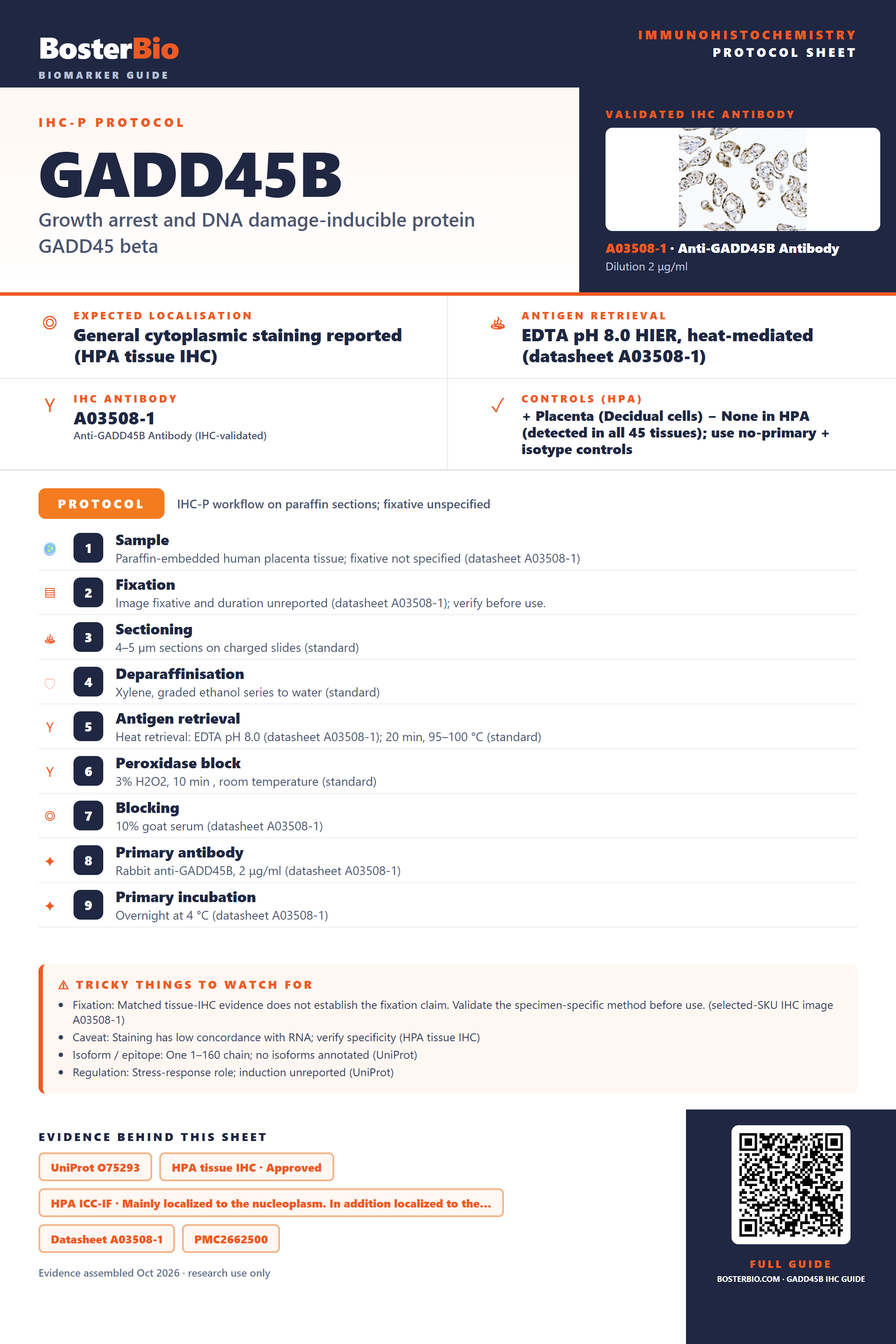 Immunohistochemistry protocol sheet for GADD45B (IHC for GADD45B): expected localisation General cytoplasmic staining reported (HPA tissue IHC), antibody A03508-1, validated IHC image, and IHC protocol steps