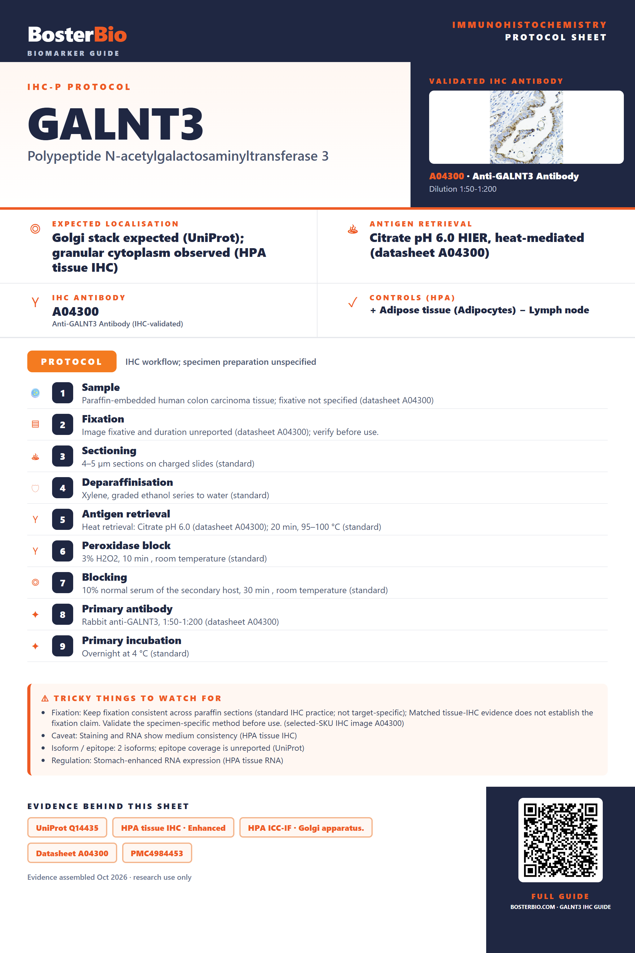 Immunohistochemistry protocol sheet for GALNT3 (IHC for GALNT3): expected localisation Golgi stack expected (UniProt); granular cytoplasm observed (HPA tissue IHC), antibody A04300, validated IHC image, and IHC protocol steps