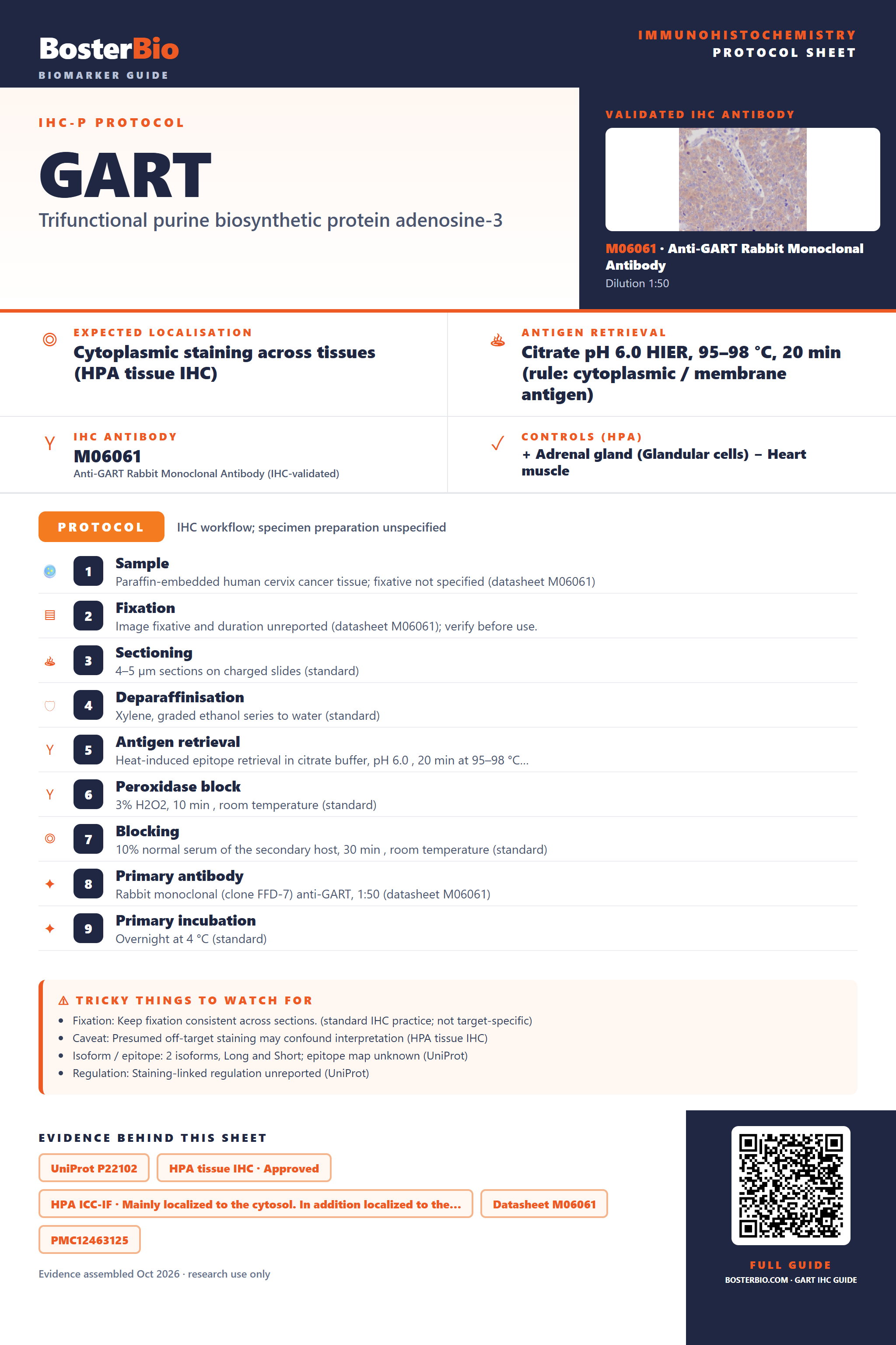 Immunohistochemistry protocol sheet for GART (IHC for GART): expected localisation Cytoplasmic staining across tissues (HPA tissue IHC), antibody M06061, validated IHC image, and IHC protocol steps