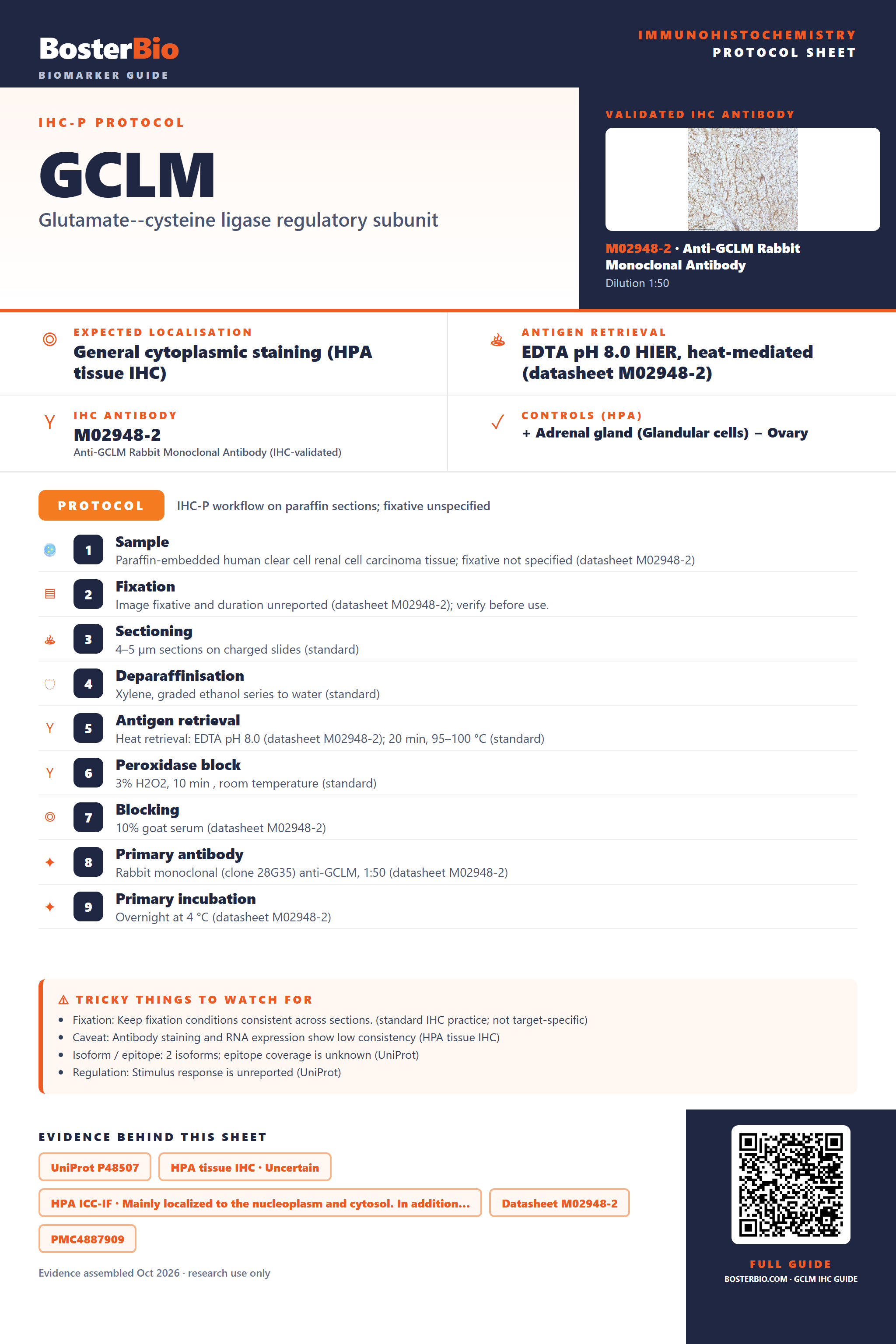 Immunohistochemistry protocol sheet for GCLM (IHC for GCLM): expected localisation General cytoplasmic staining (HPA tissue IHC), antibody M02948-2, validated IHC image, and IHC protocol steps