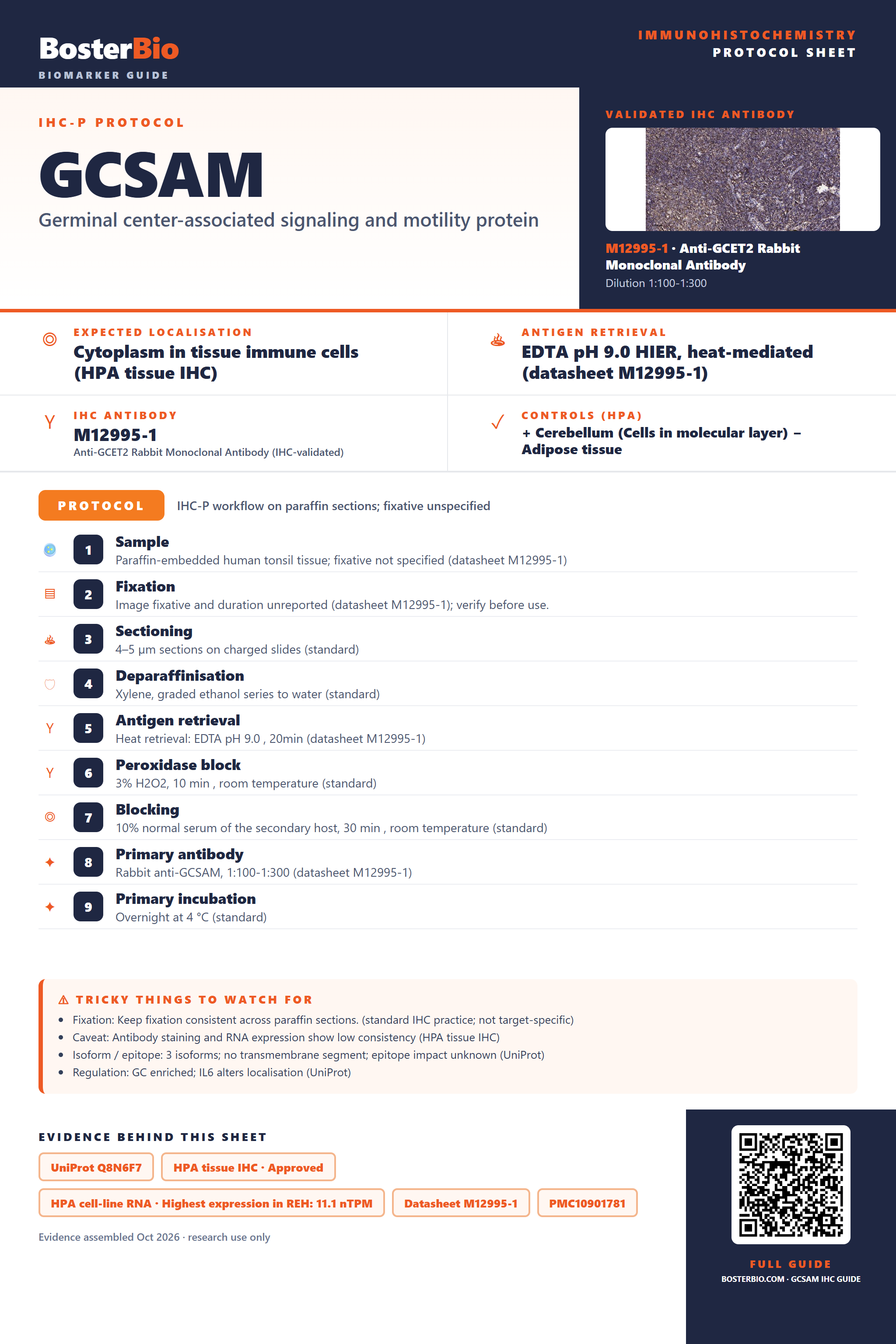 Immunohistochemistry protocol sheet for GCSAM (IHC for GCSAM): expected localisation Cytoplasm in tissue immune cells (HPA tissue IHC), antibody M12995-1, validated IHC image, and IHC protocol steps