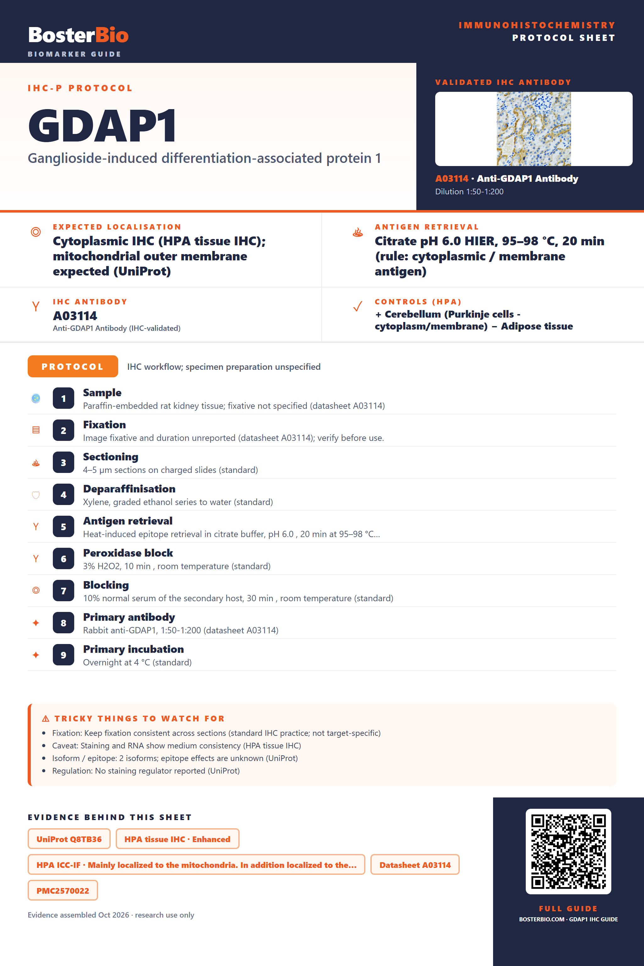 Immunohistochemistry protocol sheet for GDAP1 (IHC for GDAP1): expected localisation Cytoplasmic IHC (HPA tissue IHC); mitochondrial outer membrane expected (UniProt), antibody A03114, validated IHC image, and IHC protocol steps