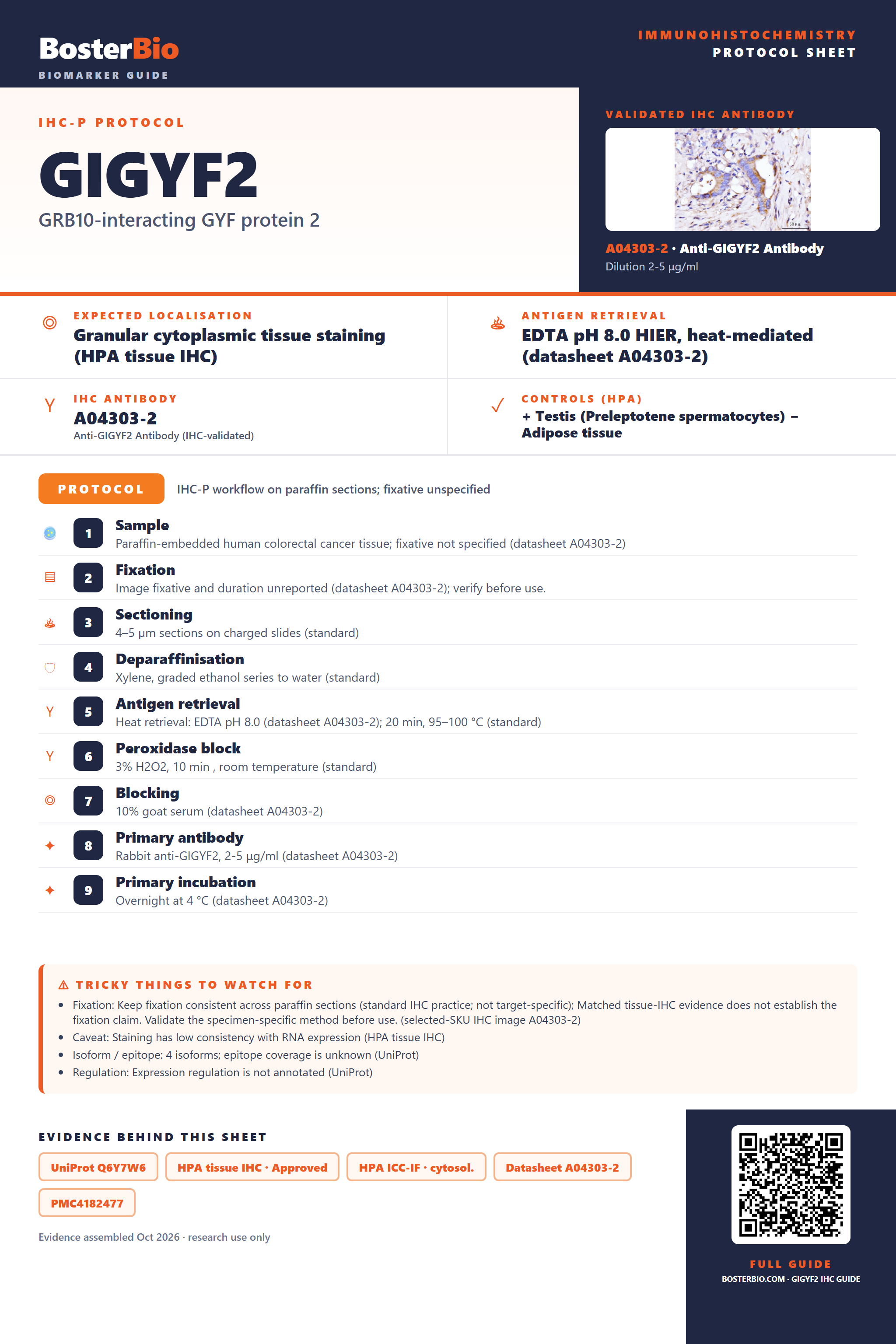 Immunohistochemistry protocol sheet for GIGYF2 (IHC for GIGYF2): expected localisation Granular cytoplasmic tissue staining (HPA tissue IHC), antibody A04303-2, validated IHC image, and IHC protocol steps