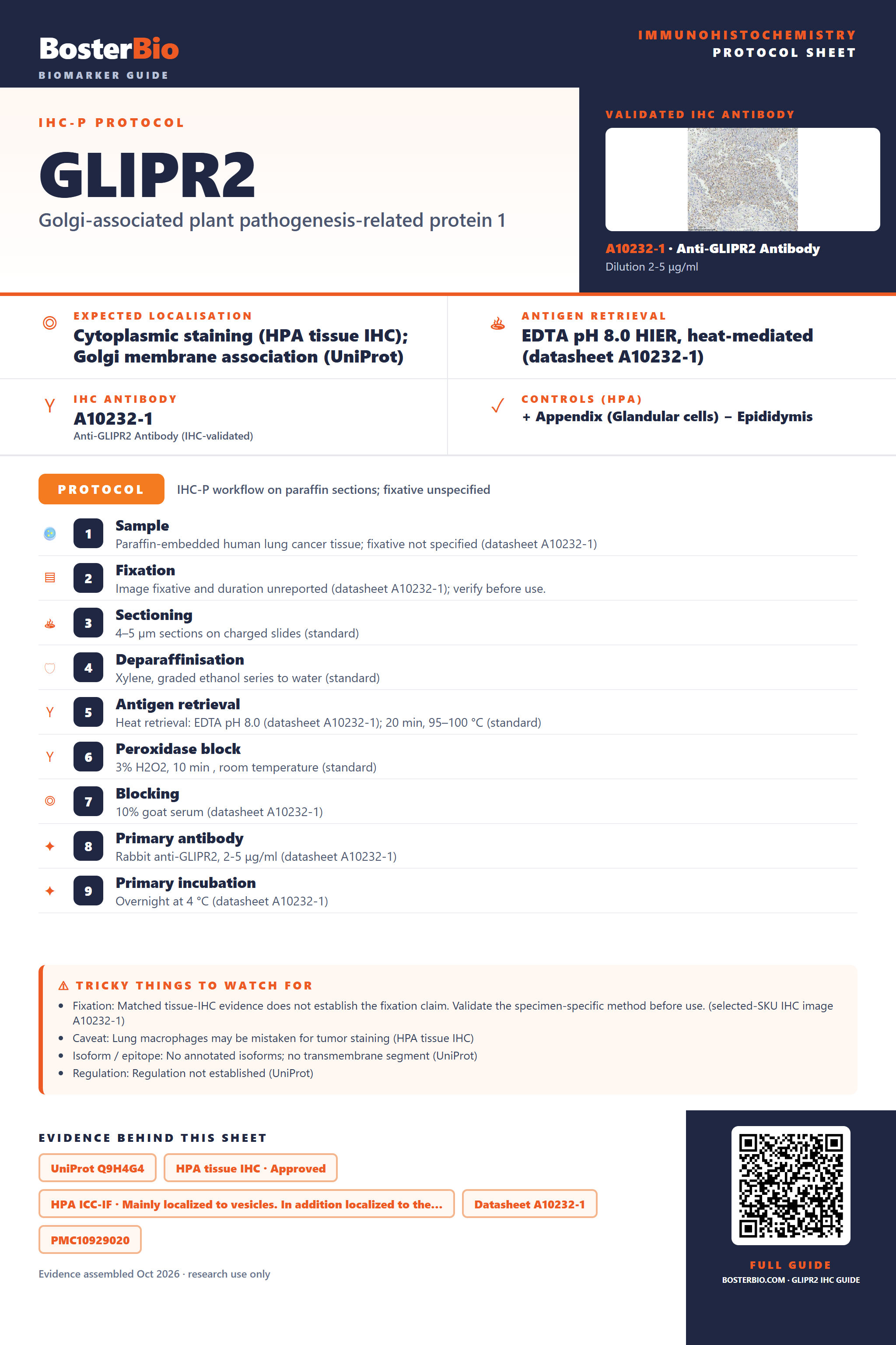 Immunohistochemistry protocol sheet for GLIPR2 (IHC for GLIPR2): expected localisation Cytoplasmic staining (HPA tissue IHC); Golgi membrane association (UniProt), antibody A10232-1, validated IHC image, and IHC protocol steps