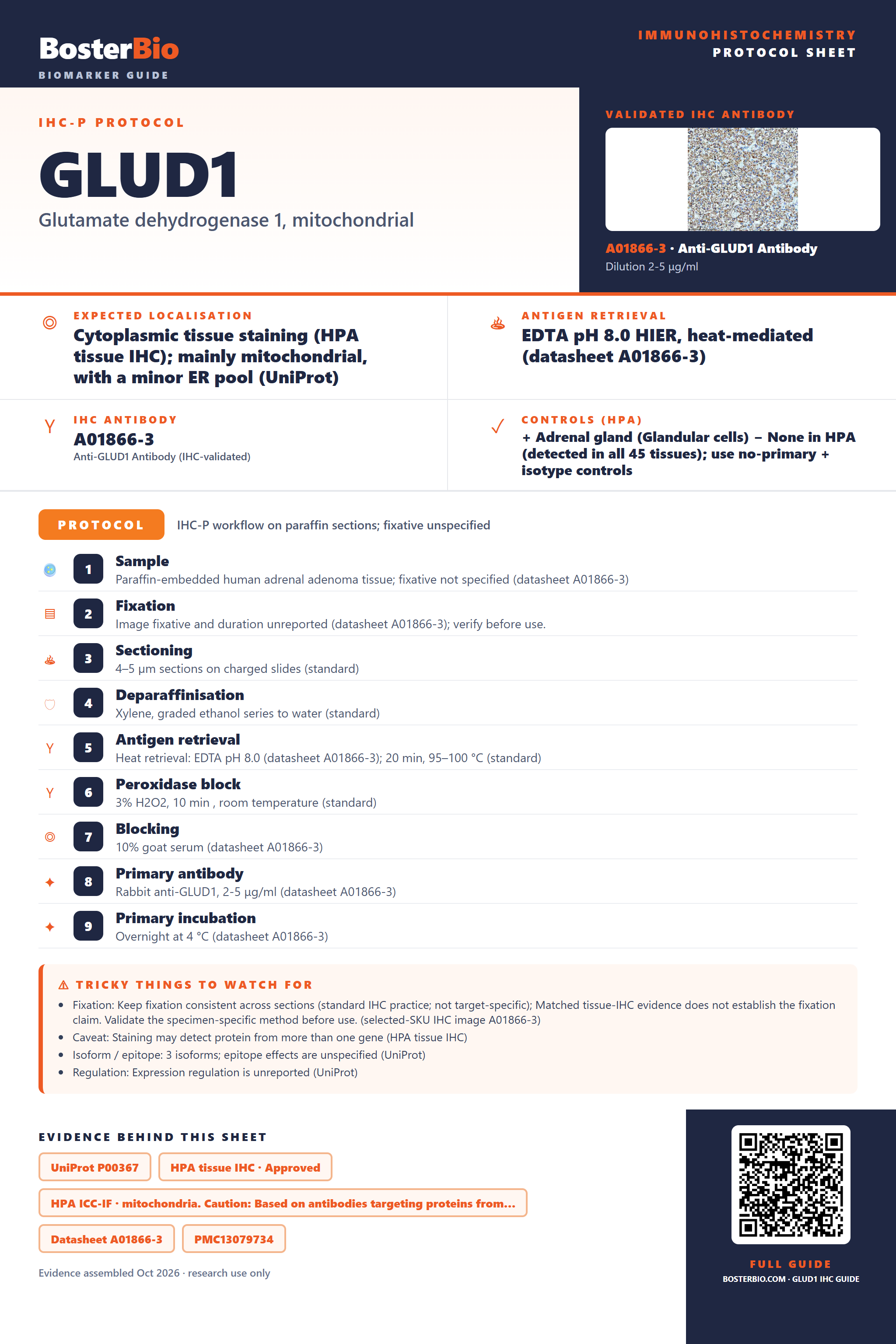 Immunohistochemistry protocol sheet for GLUD1 (IHC for GLUD1): expected localisation Cytoplasmic tissue staining (HPA tissue IHC); mainly mitochondrial, with a minor ER pool (UniProt), antibody A01866-3, validated IHC image, and IHC protocol steps